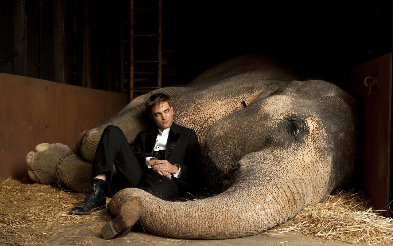 Water For Elephants Images Wfe Wallpaper Hd Wallpaper - Jacob Jankowski Water For Elephants , HD Wallpaper & Backgrounds