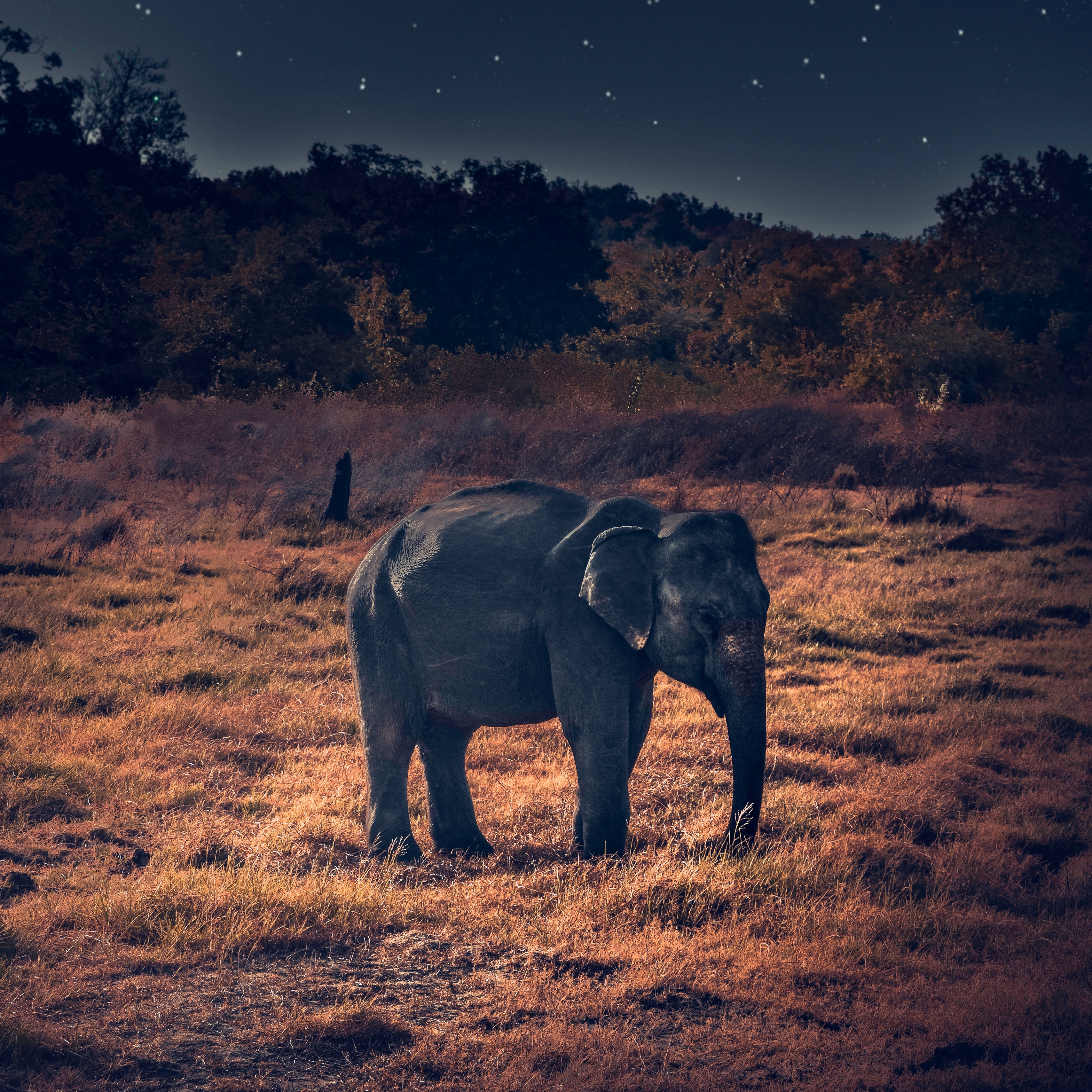 Wallpaper Elephant, Wildlife, African Elephant - Galaxy Elephant Background , HD Wallpaper & Backgrounds