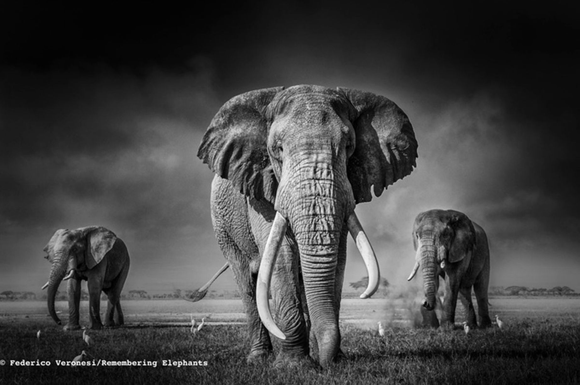 Elephant Pictures, Pk27 High Quality Elephant Pictures - African Elephant Hd Photography , HD Wallpaper & Backgrounds