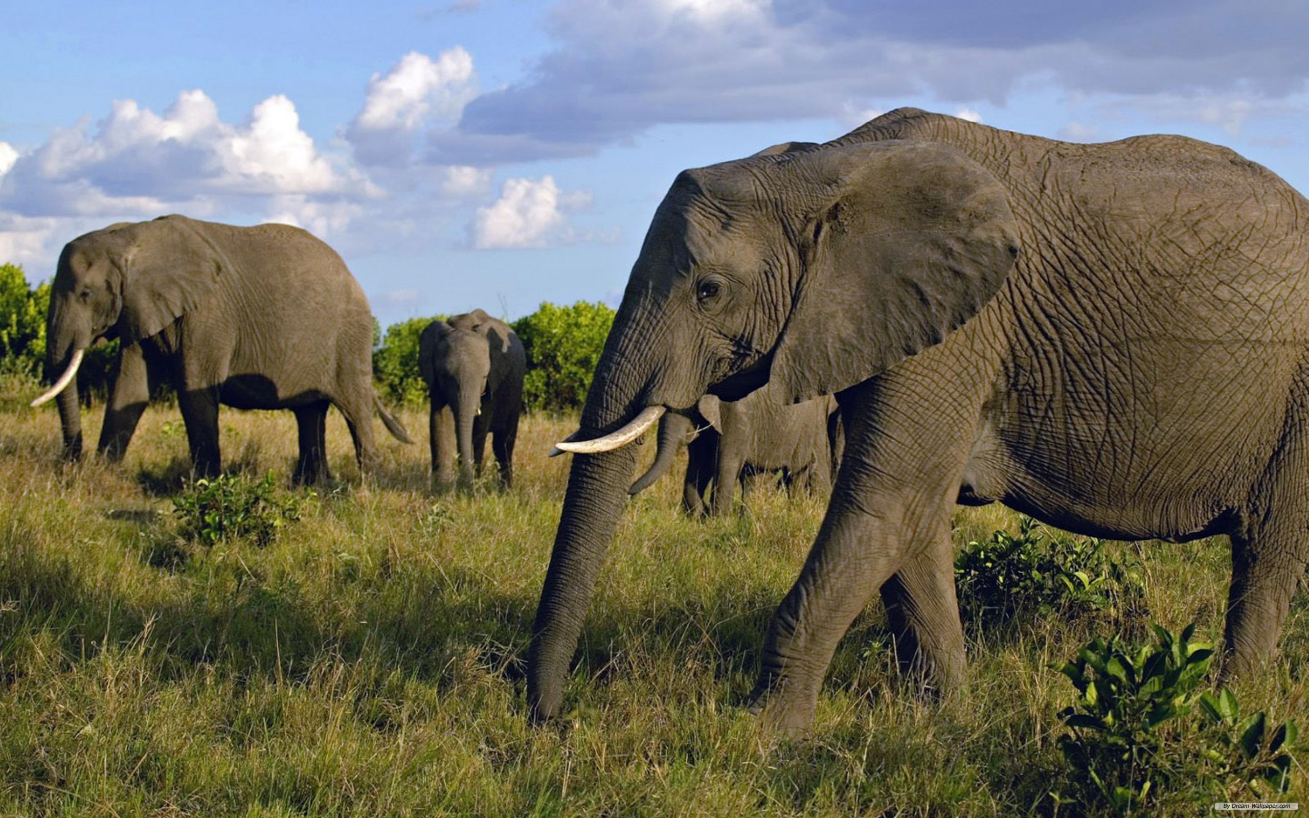 Free Animal Wallpaper - Masai Mara Safari Animals , HD Wallpaper & Backgrounds