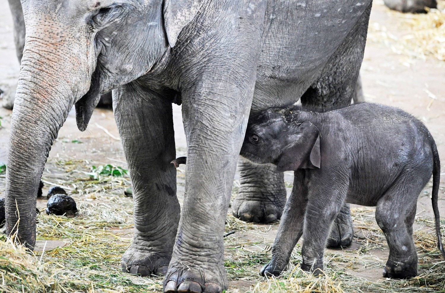 Baby Animals Elephants Wallpaper Art Hd Wallpaper - Indian Elephant , HD Wallpaper & Backgrounds