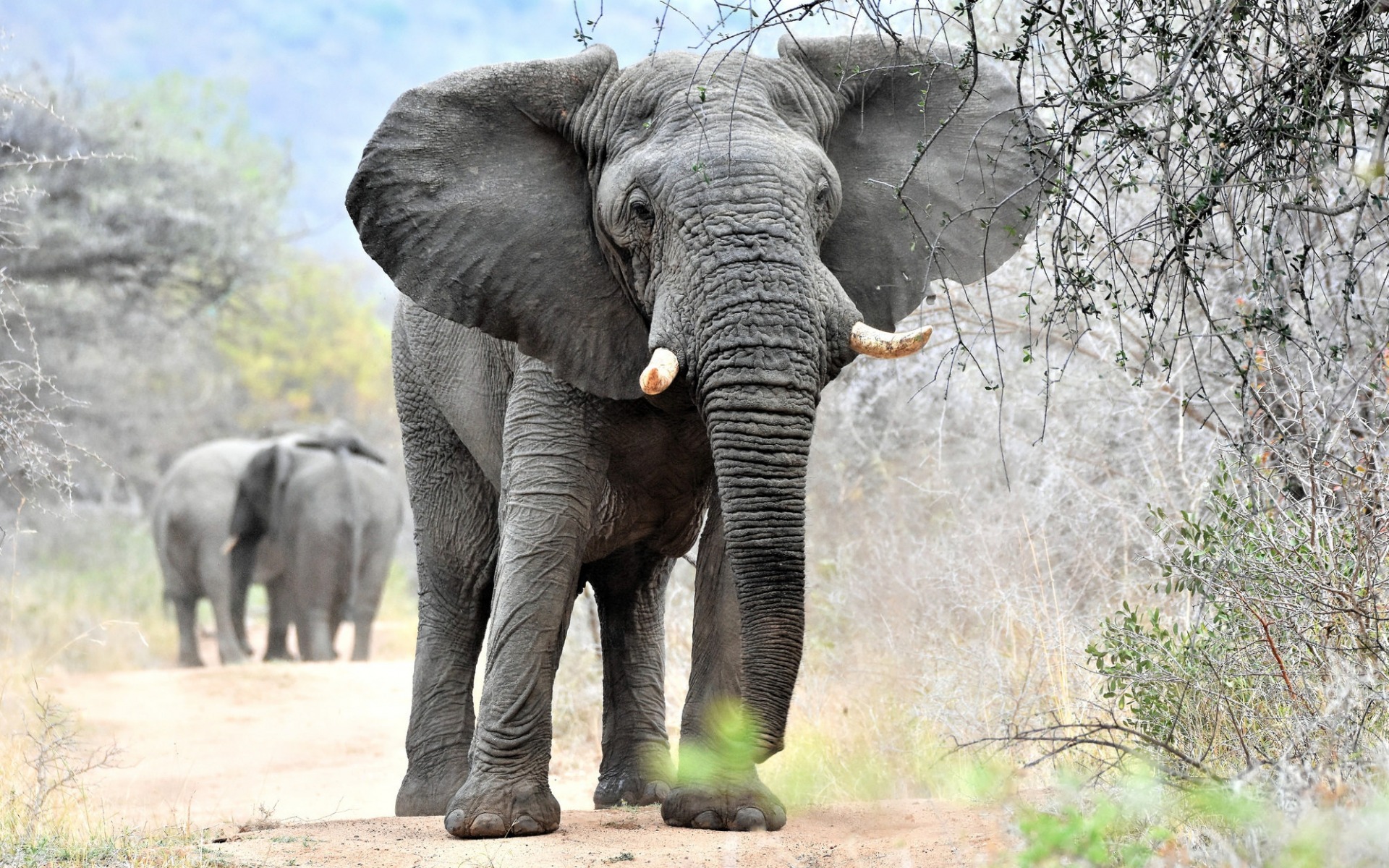 Big Elephant, Wildlife, Africa, Nature Reserve, Gray - Wallpaper , HD Wallpaper & Backgrounds