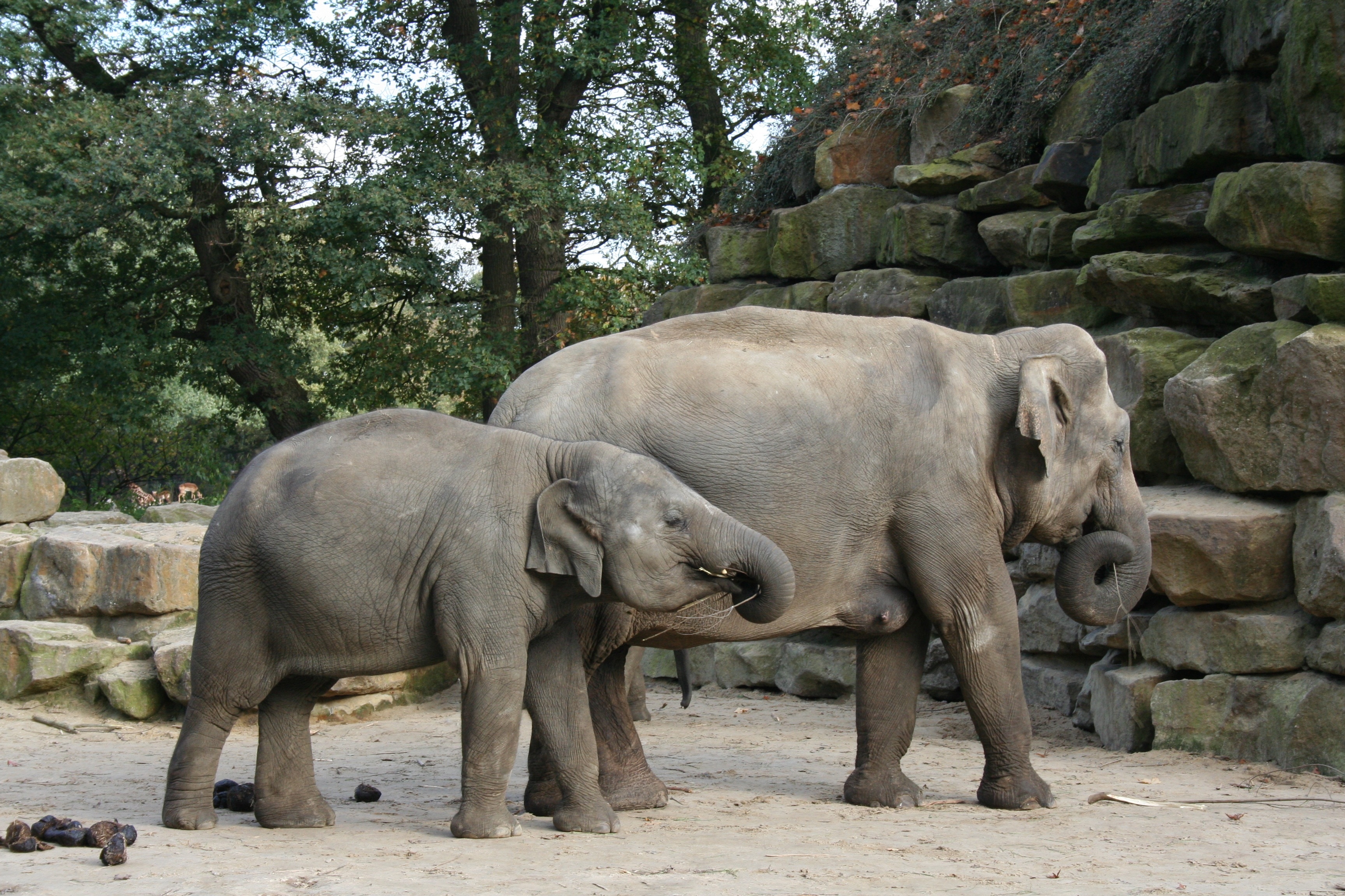 2 Grey Elephant Preview - Elephant Zoo Animals , HD Wallpaper & Backgrounds