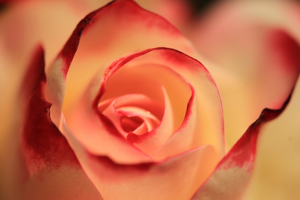 Rose, Orange Rose, Blossom, Bloom - Close Up French Roses , HD Wallpaper & Backgrounds