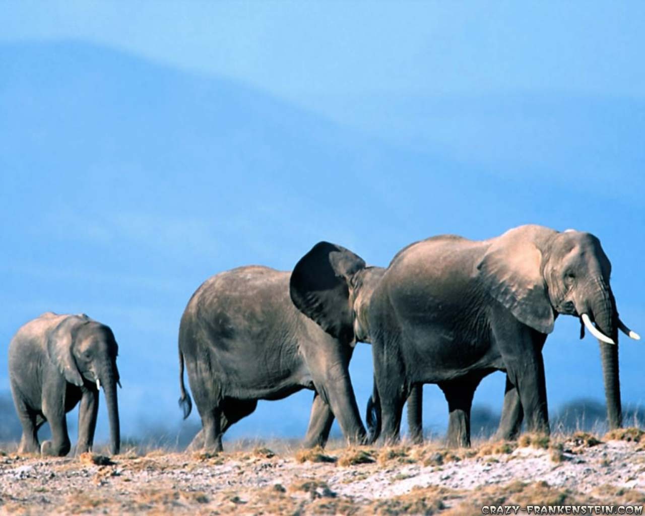 Tusks Group Grey Elephant Elephants Three Trunks Large - صور حيوانات , HD Wallpaper & Backgrounds