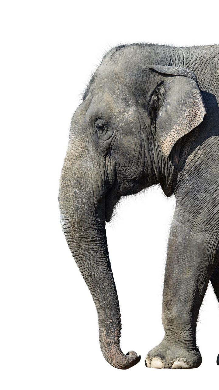 Wallpaper Elephant, White Background, Large - Elephant Images On White Background , HD Wallpaper & Backgrounds