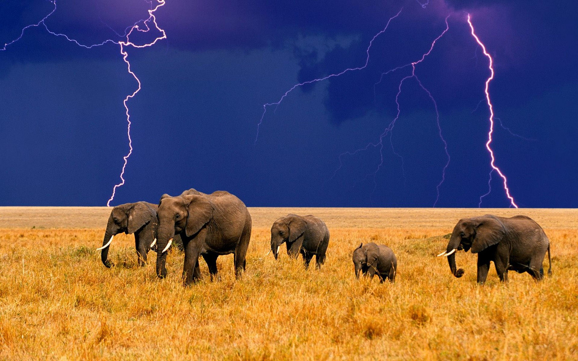 Five Grey Elephants, Animals, Lightning, Elephant, - Elephant And Lightning , HD Wallpaper & Backgrounds