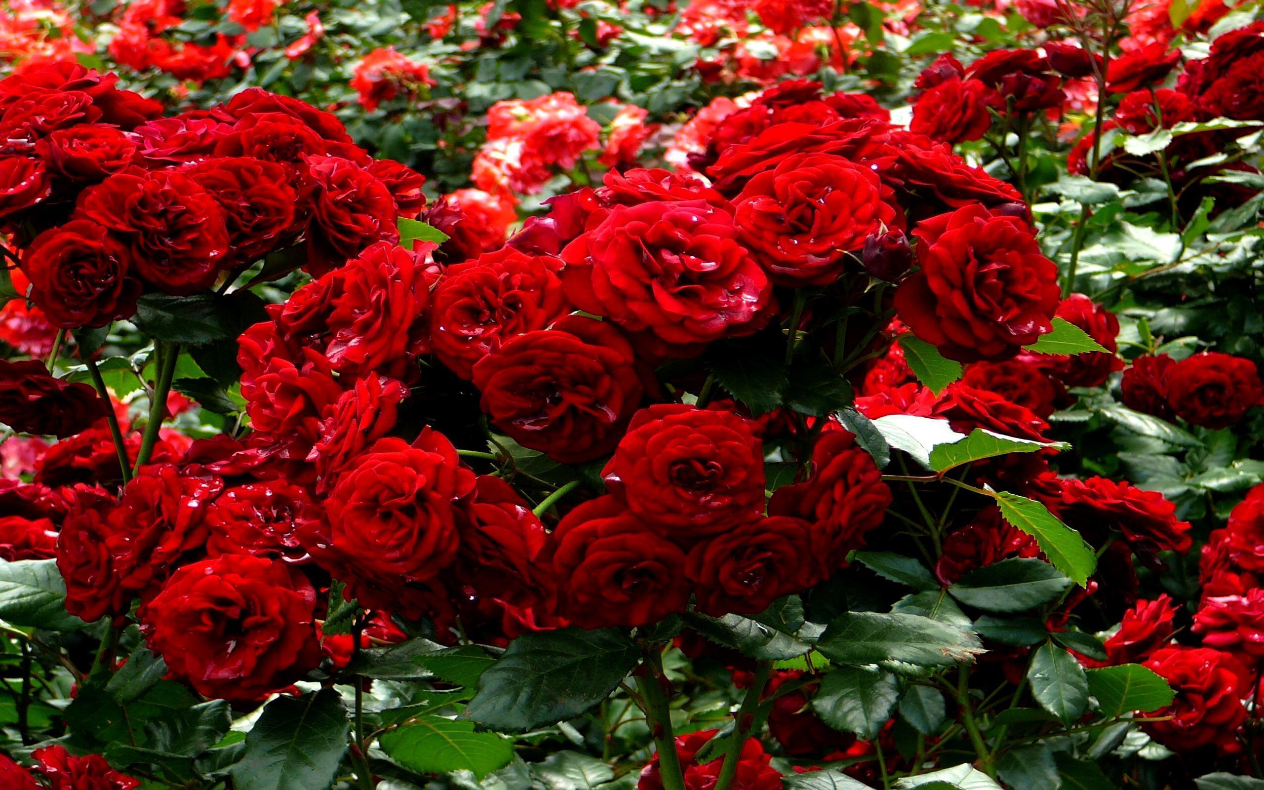 Red Roses Garden Wallpaper - Red Roses In Garden , HD Wallpaper & Backgrounds