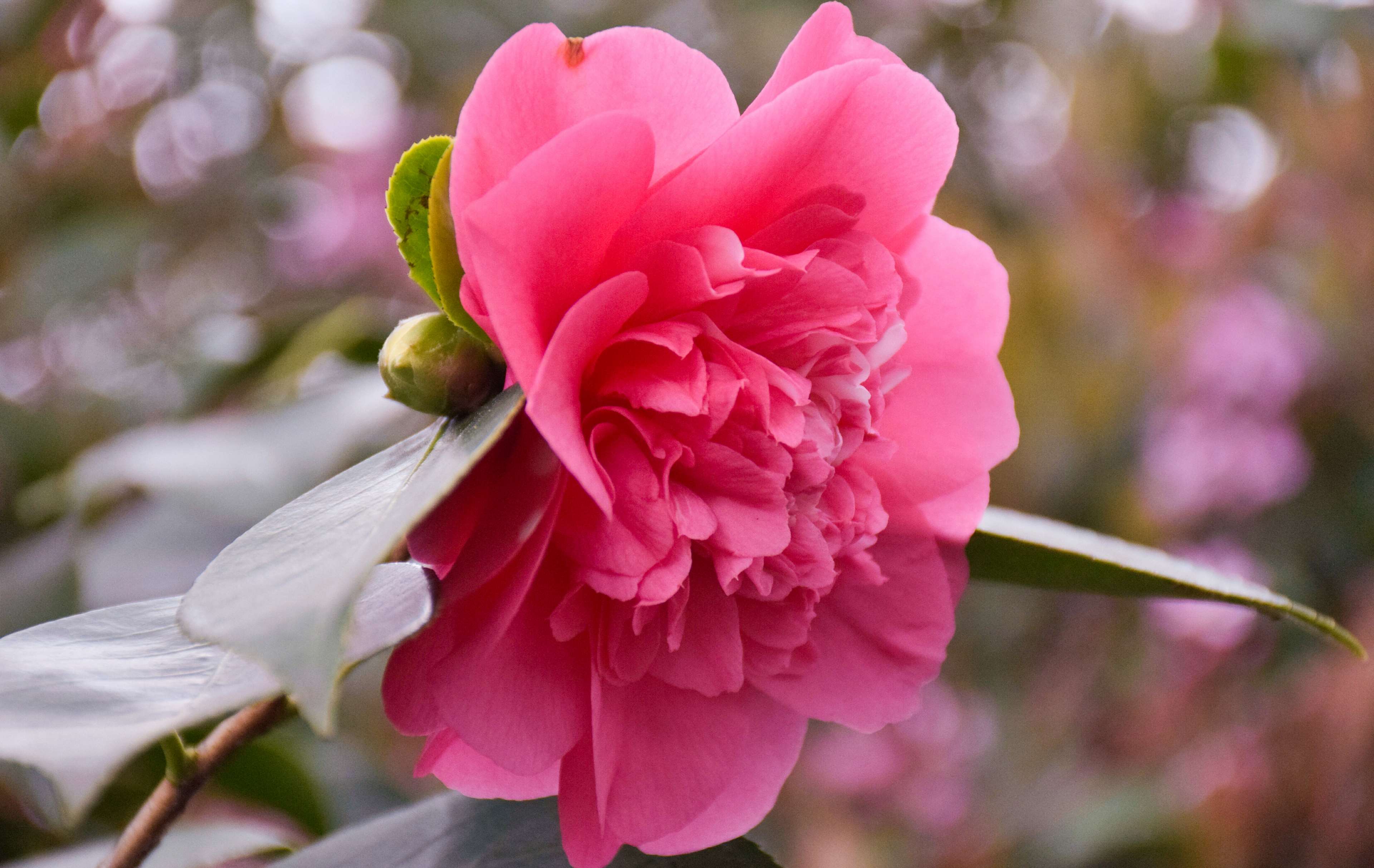 Beautiful, Beautiful Flowers, Blooming, Blossom, Flower, - Pink Rose Beautiful Flowers , HD Wallpaper & Backgrounds