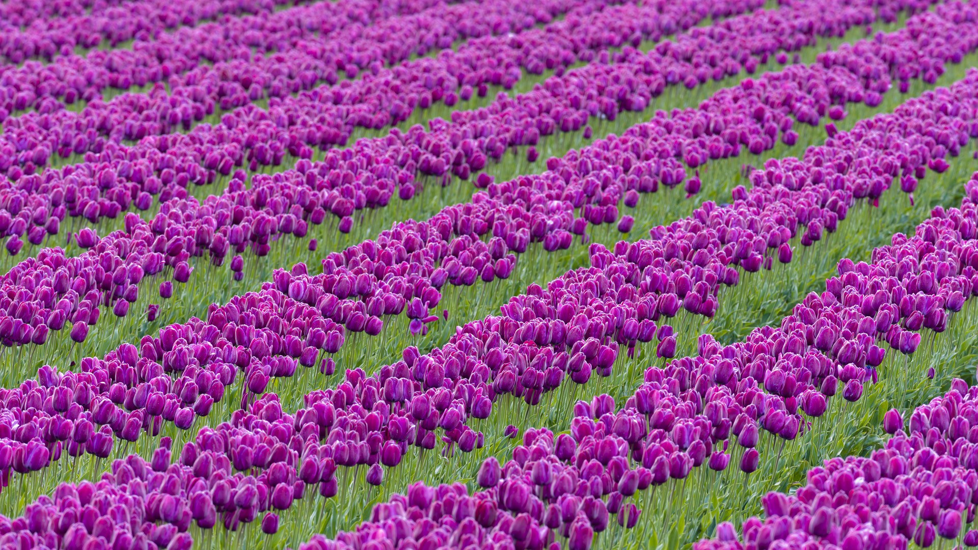 Pics Photos Purple Flowers Garden Hd Wallpaper Background - Beautiful Wallpapers Flower Gardens , HD Wallpaper & Backgrounds