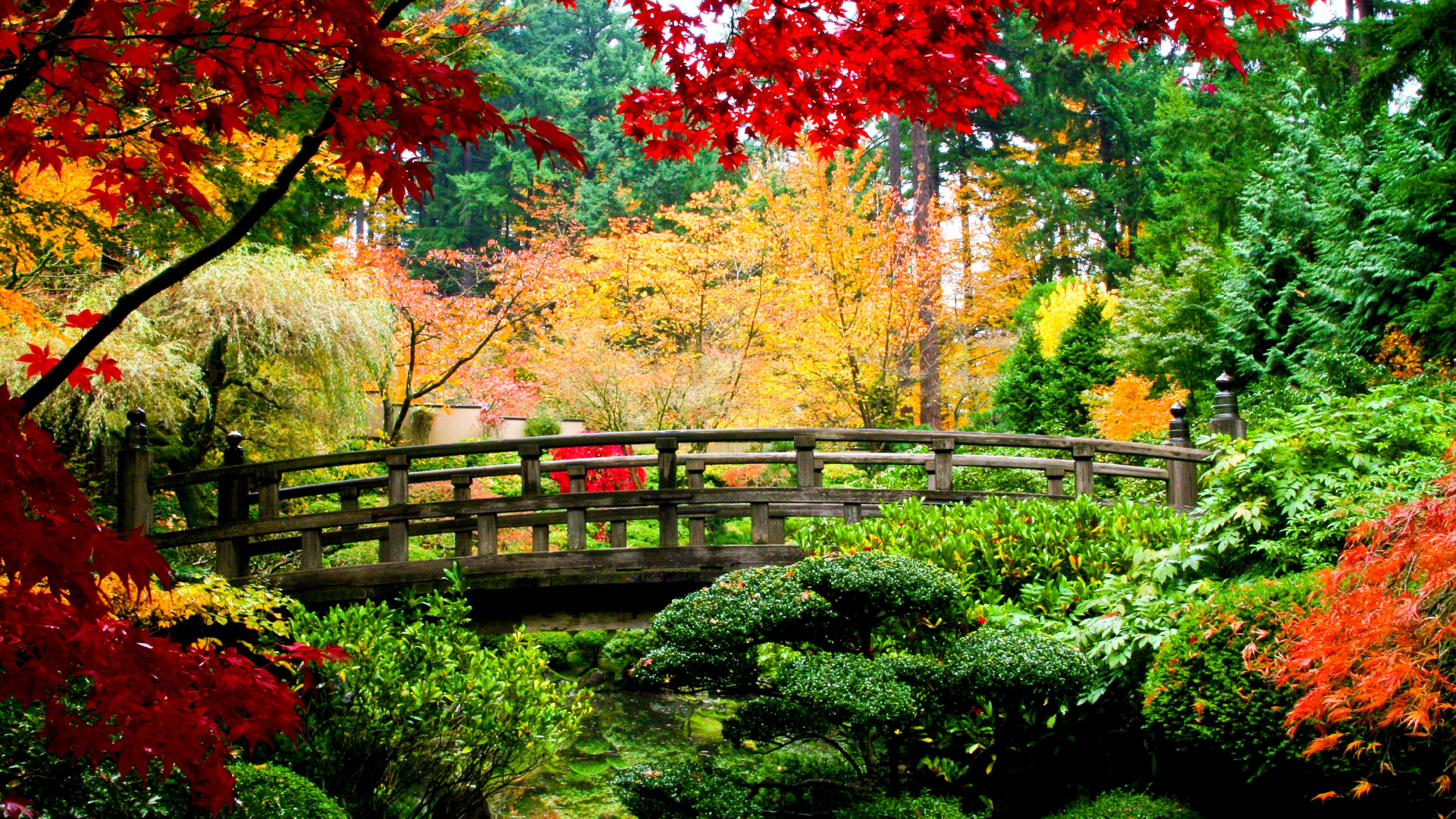 Tree, Nature, Deciduous, Autumn, Botanical Garden Wallpaper - Beijing Botanical Garden Autumn , HD Wallpaper & Backgrounds