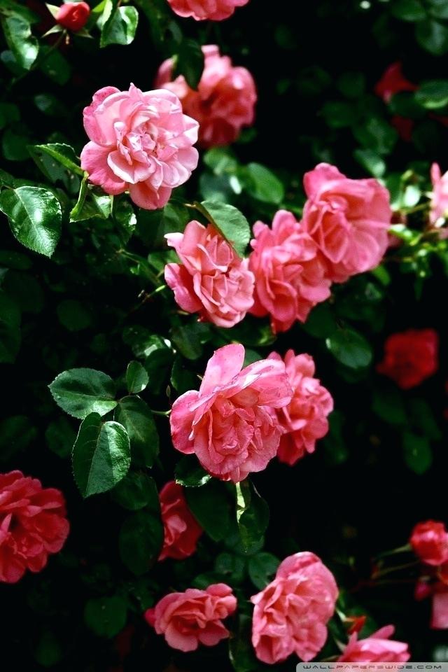 Rose Garden Wallpaper Mobile Rose Garden Images In - Roses Wallpapers For Iphone , HD Wallpaper & Backgrounds
