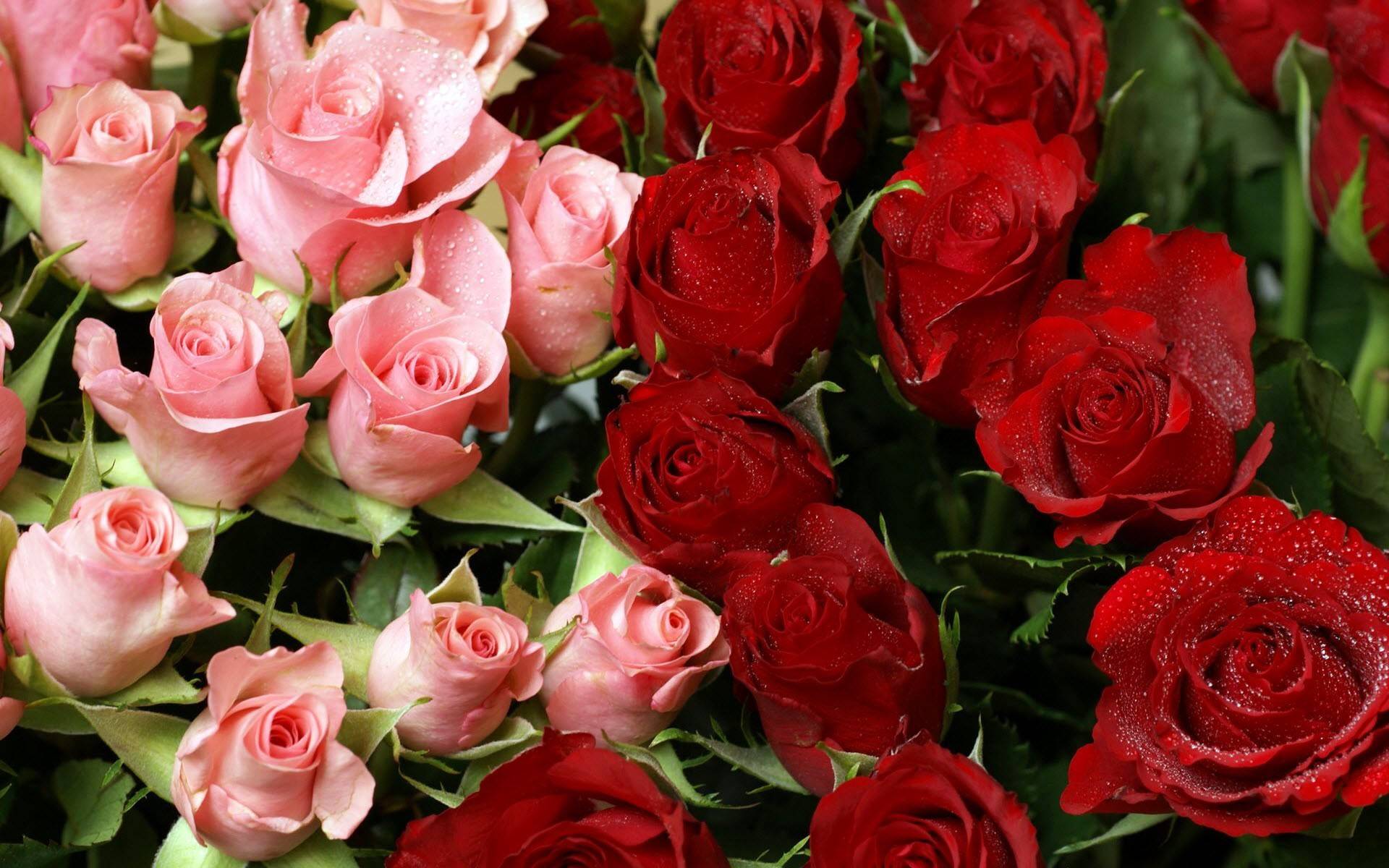 Rose Garden Hd Wallpapers New Wallpapersnew Wallpapers - Bunch Of Red Roses , HD Wallpaper & Backgrounds