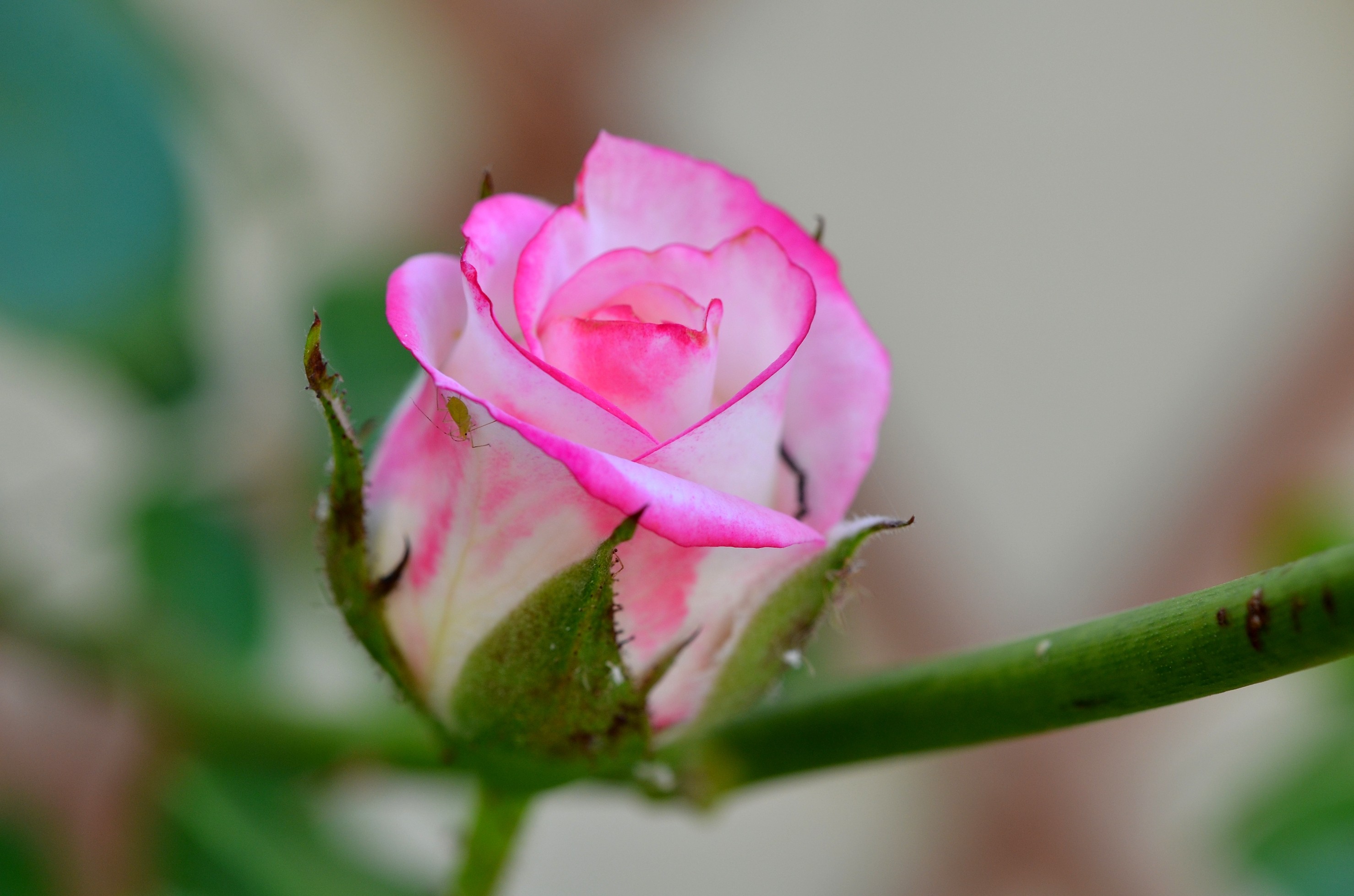 Heavenly Forever Love Pink Precious Garden Flower Nature - Floribunda , HD Wallpaper & Backgrounds