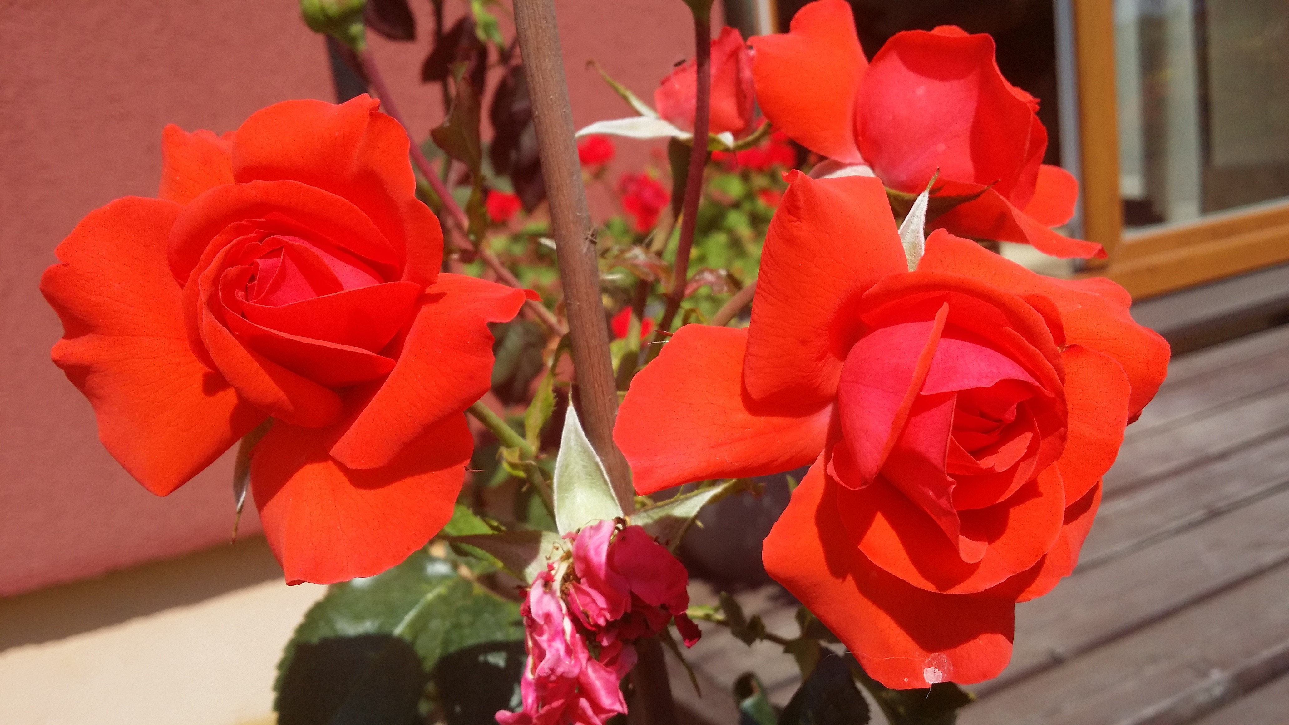 Beautifu Rose Beautiful Roses Amazing Red Hd Flower - Garden Roses , HD Wallpaper & Backgrounds
