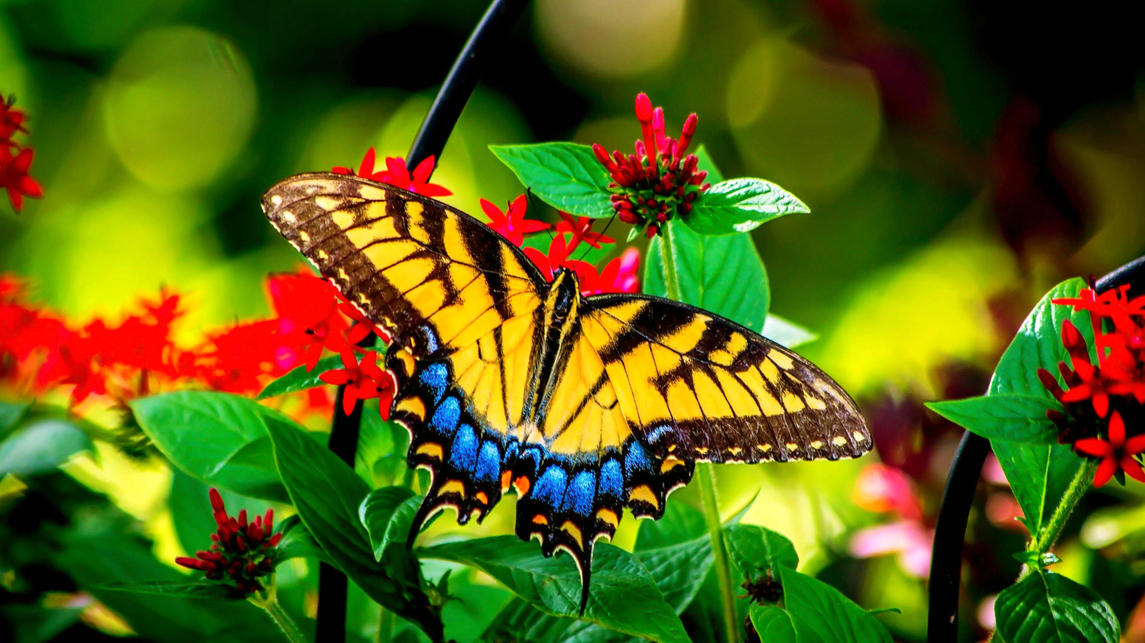 Colorful Butterfly On Flower (#2014721) - HD Wallpaper & Backgrounds