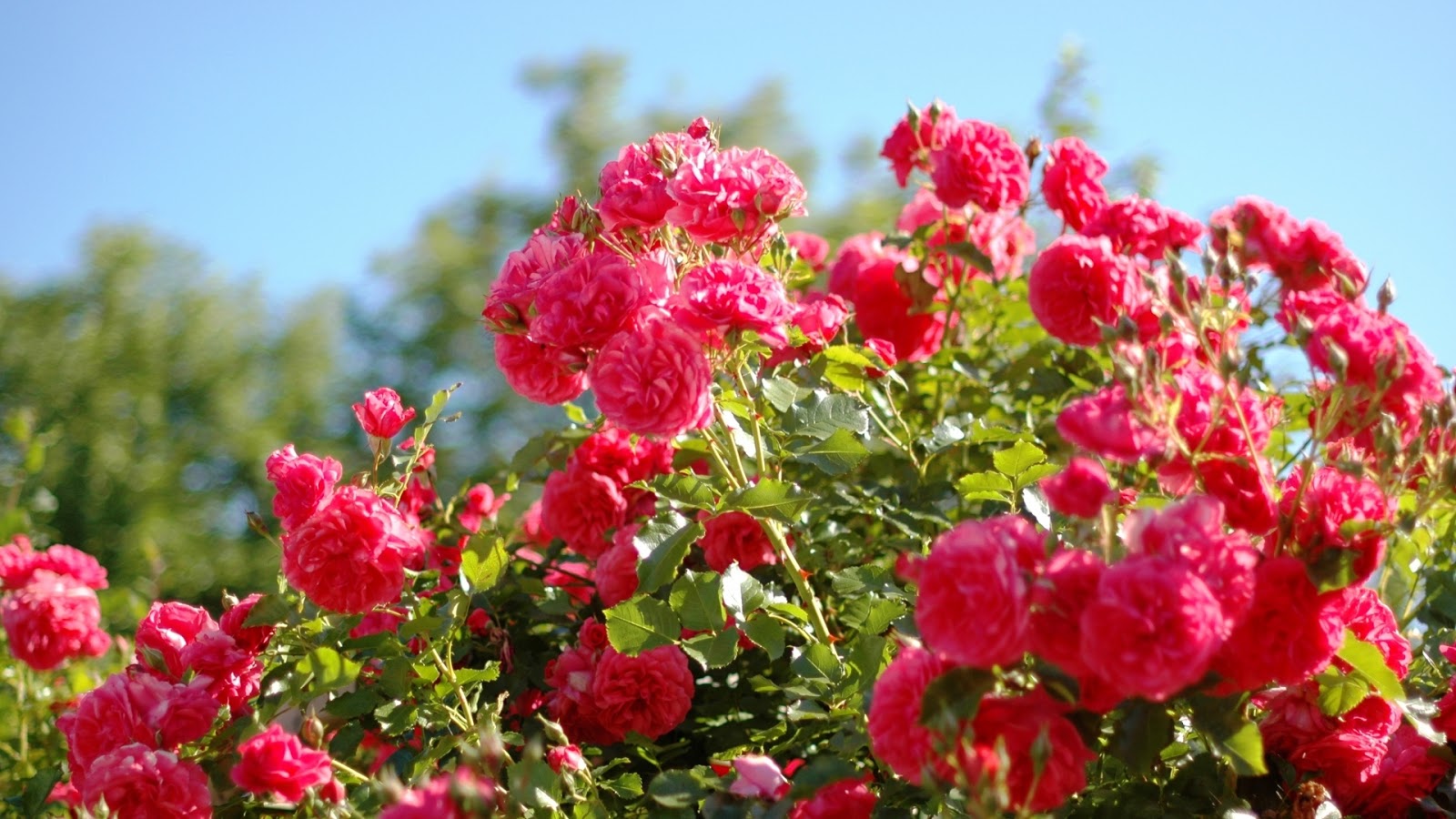 Rose Flower Garden Wallpaper - Flower Beautiful Full Hd , HD Wallpaper & Backgrounds