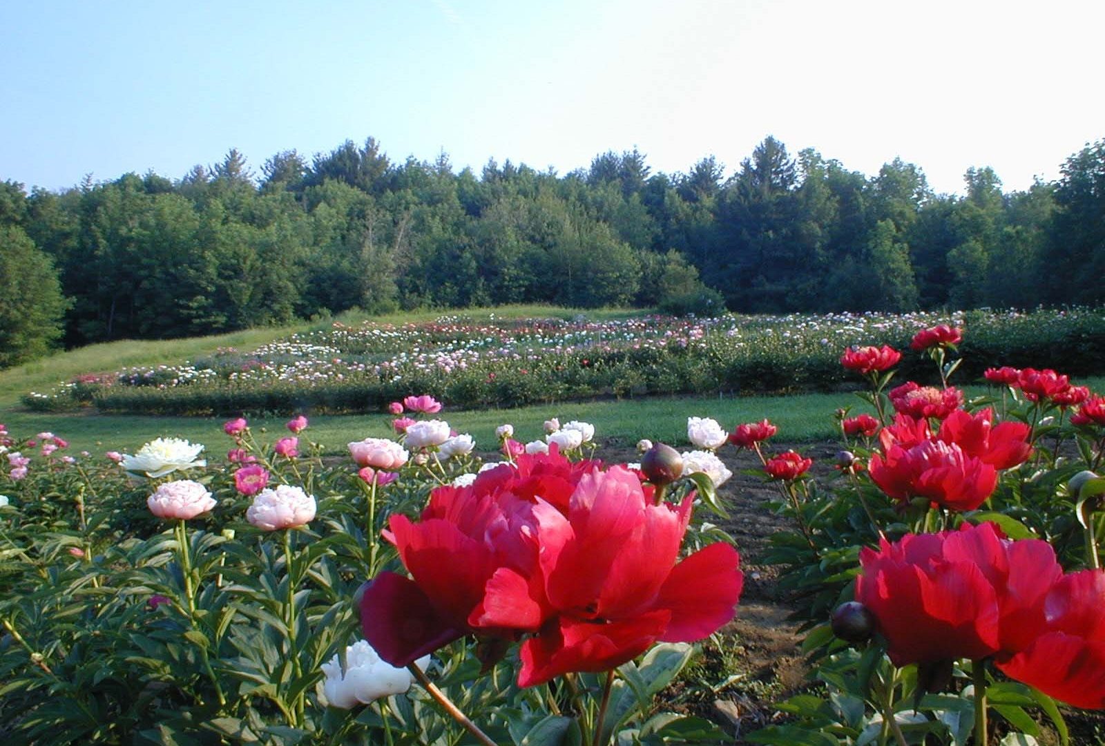 Download Flowers Garden Forest Trees Peony Beds Rose - Garden Roses , HD Wallpaper & Backgrounds