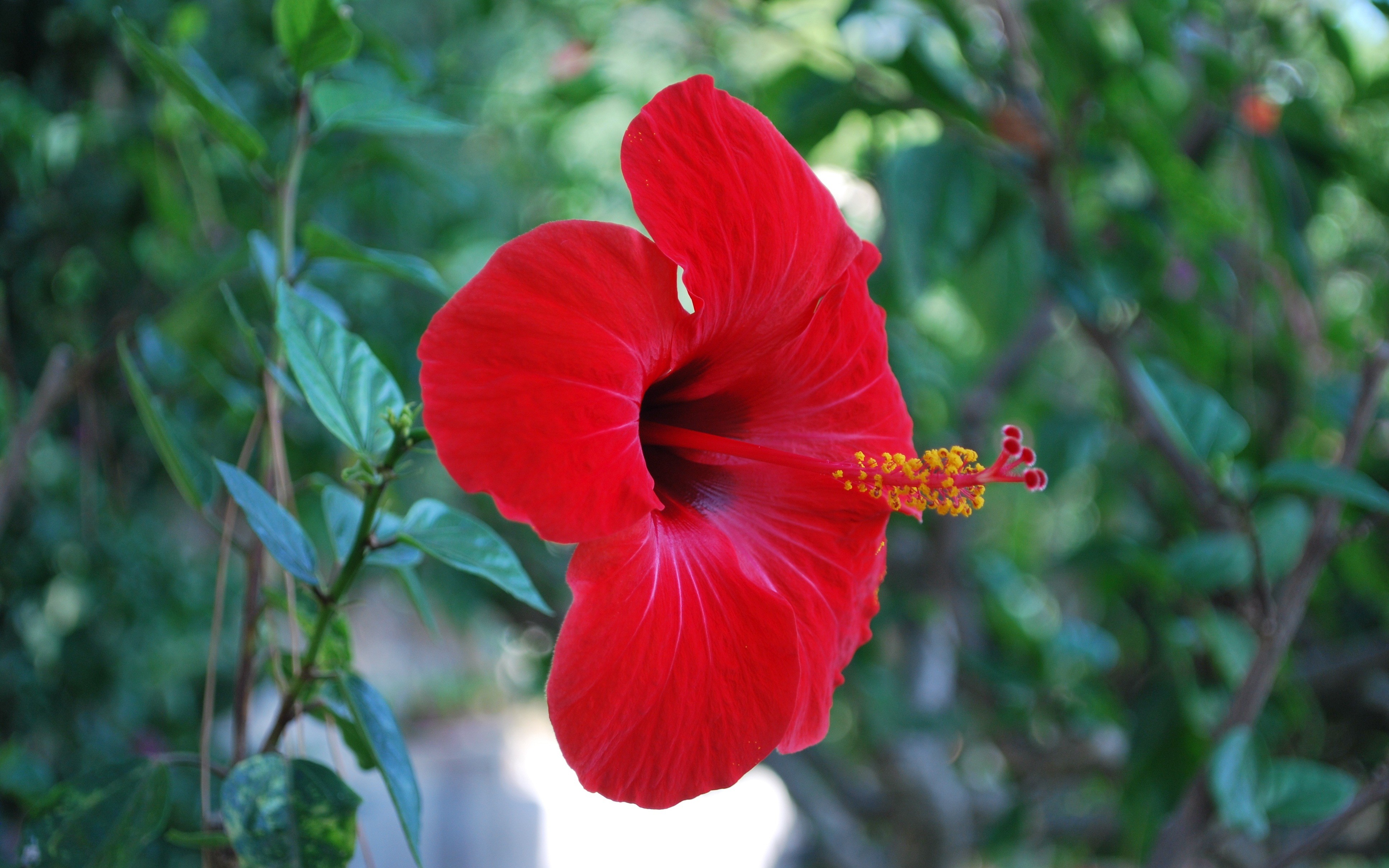 Capri Garden Nature Flower Red Flowers Beautiful Wallpaper - Hawaiian Hibiscus , HD Wallpaper & Backgrounds