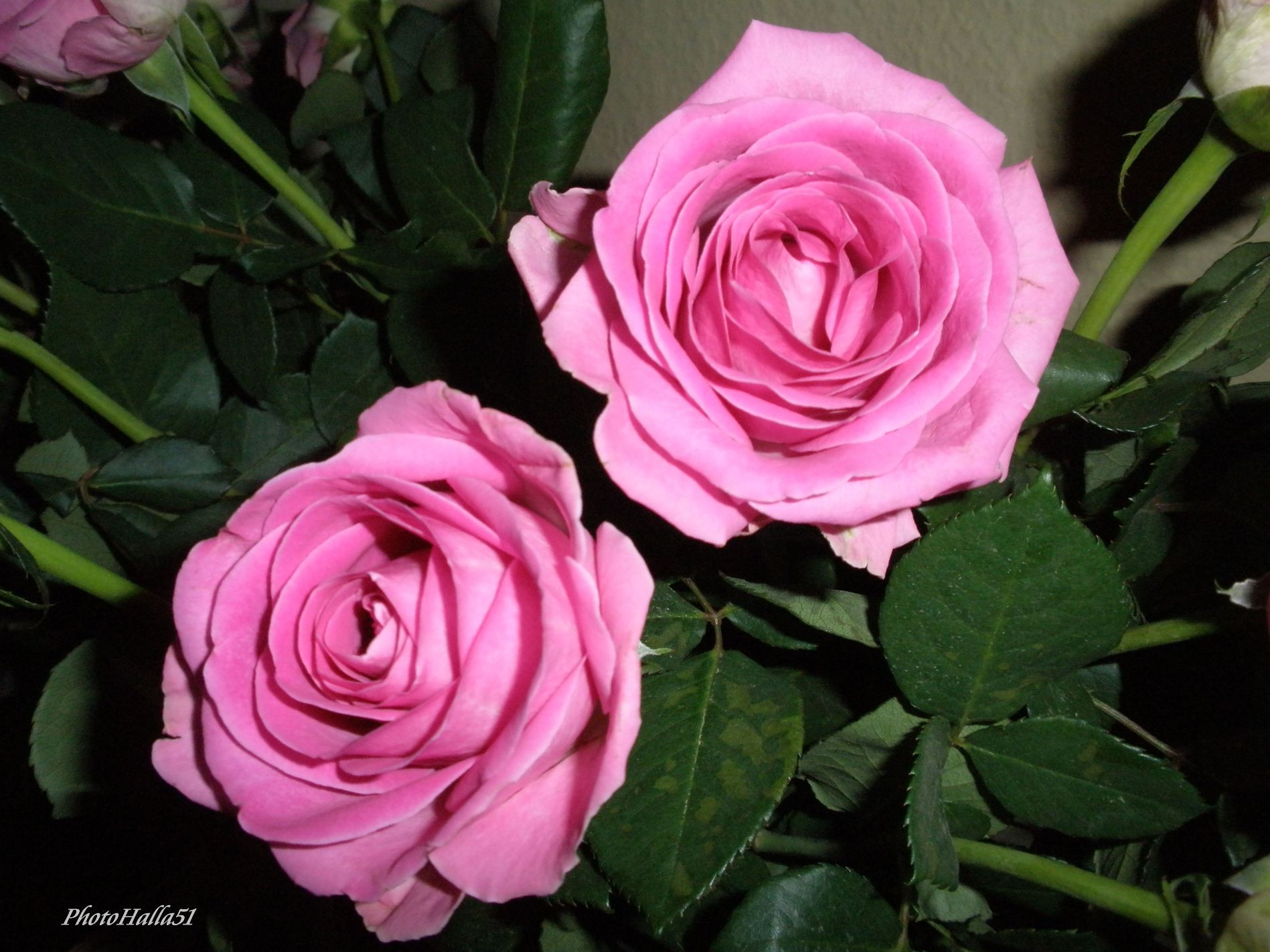 Flowers Soft Roses Pink Rose Flower Garden Wallpaper - Floribunda , HD Wallpaper & Backgrounds