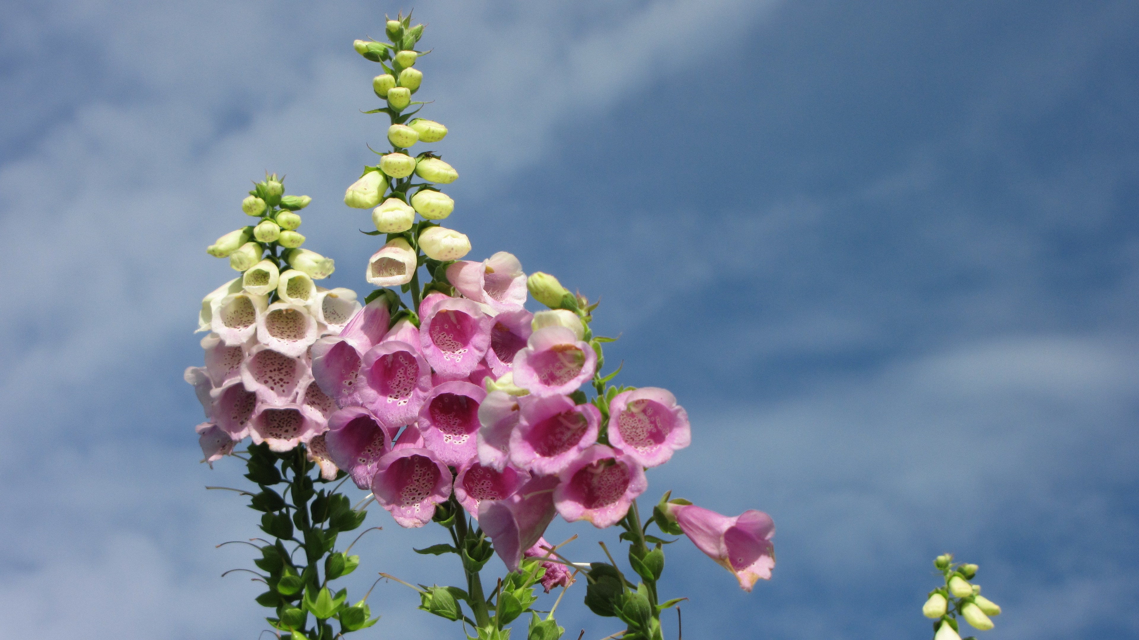 Flower Pink Happy Day Bluesky Garden Wallpaper Desktop - Digitalis , HD Wallpaper & Backgrounds