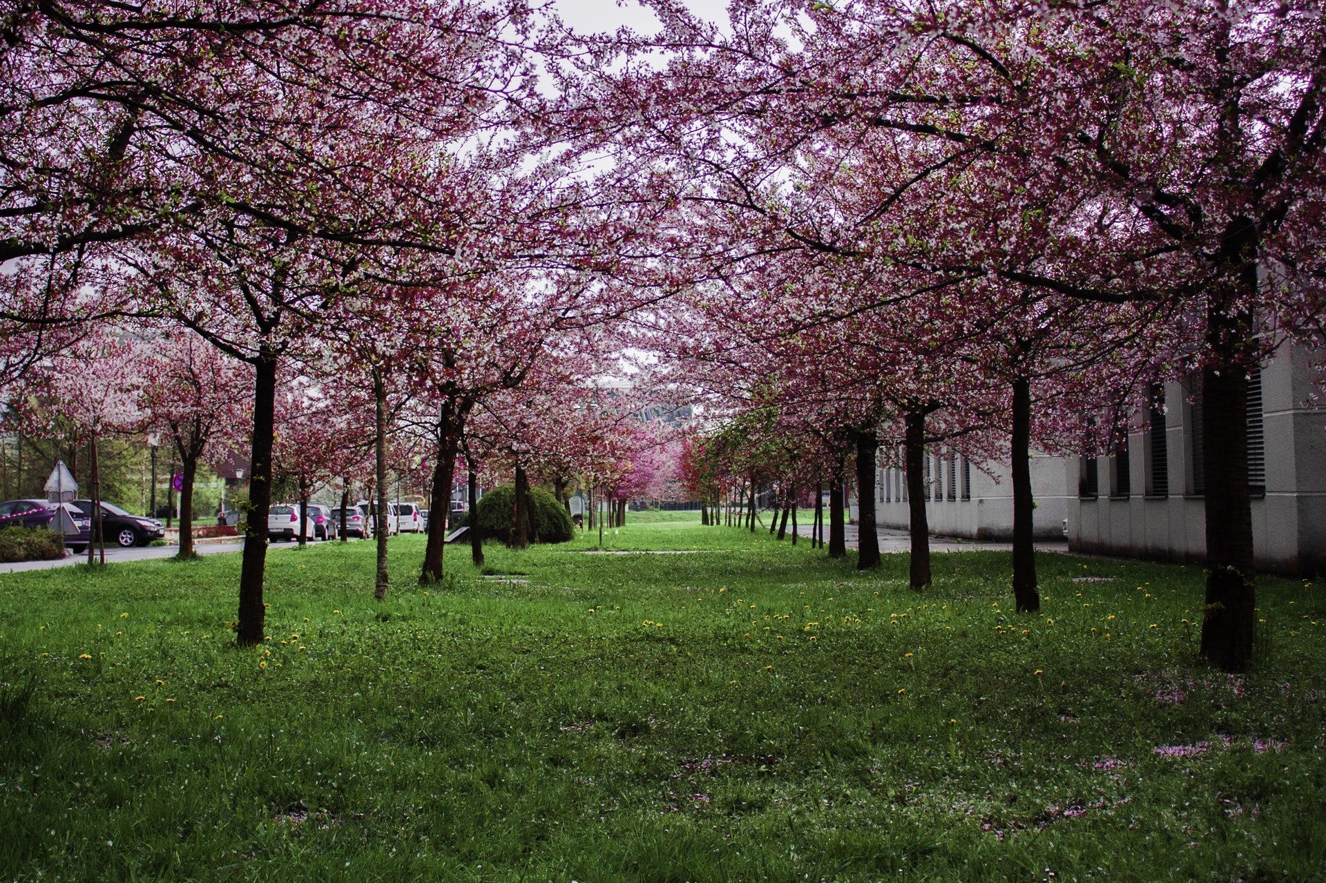 Beautiful Sakura Tree Garden Wallpaper Beautiful Sakura - Centennial Park Cherry Blossoms , HD Wallpaper & Backgrounds