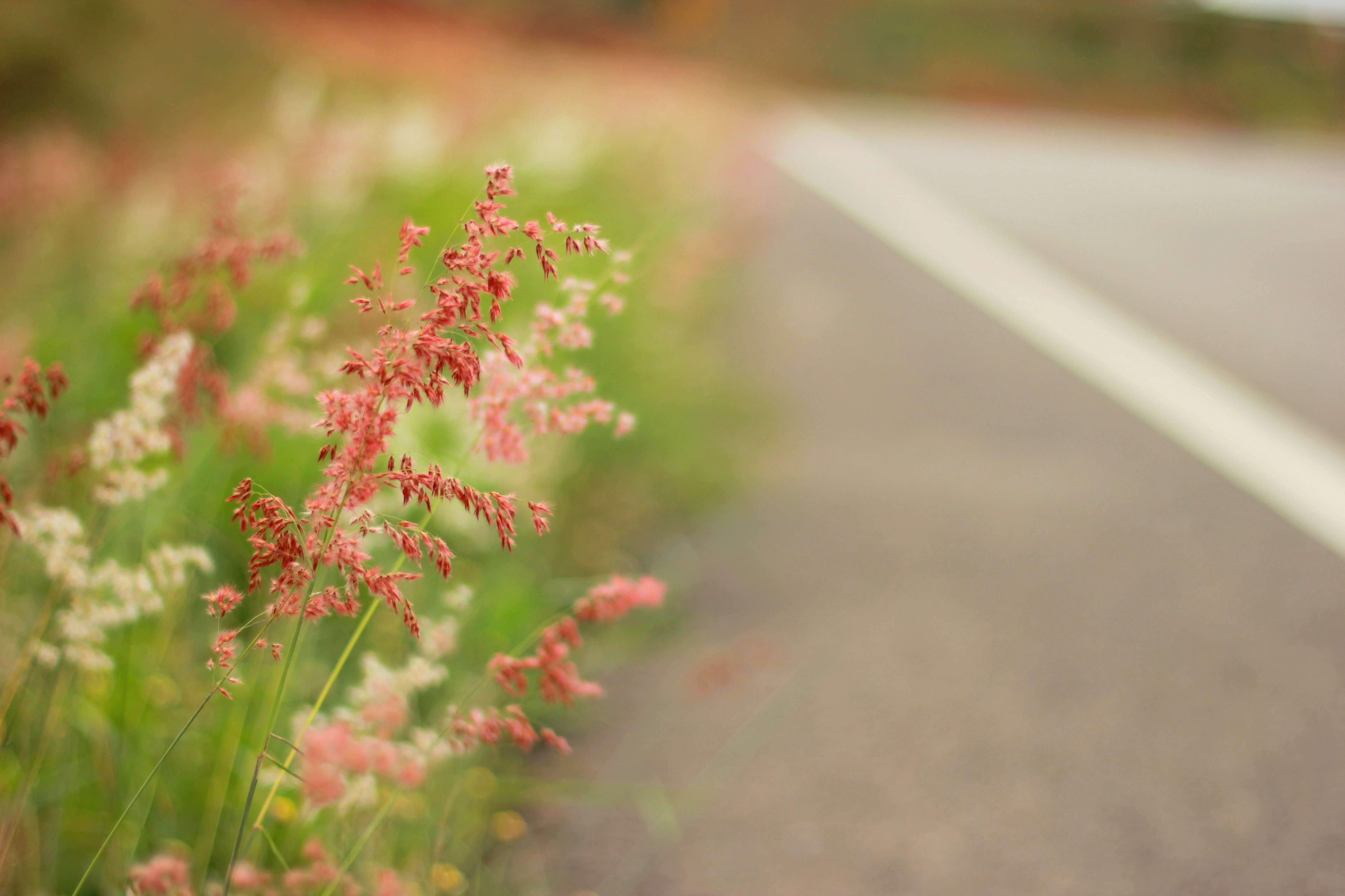 - Hd - Nature Highway Images Hd , HD Wallpaper & Backgrounds