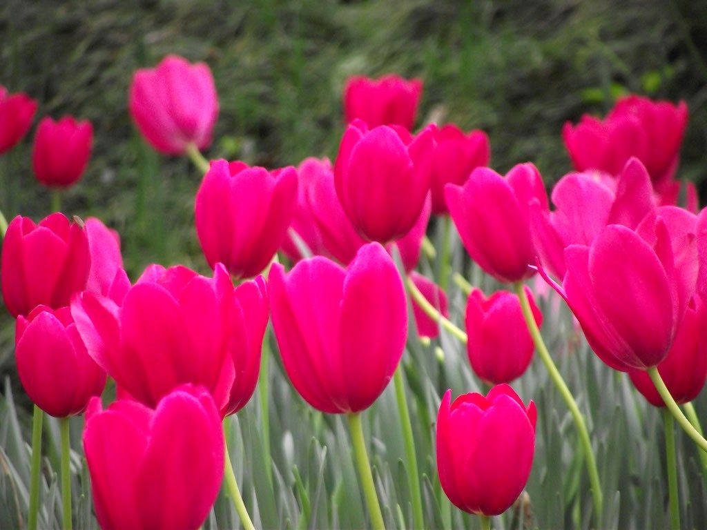 Flower Garden Photos Free Download Flowers Breeze Soft - Sprenger's Tulip , HD Wallpaper & Backgrounds