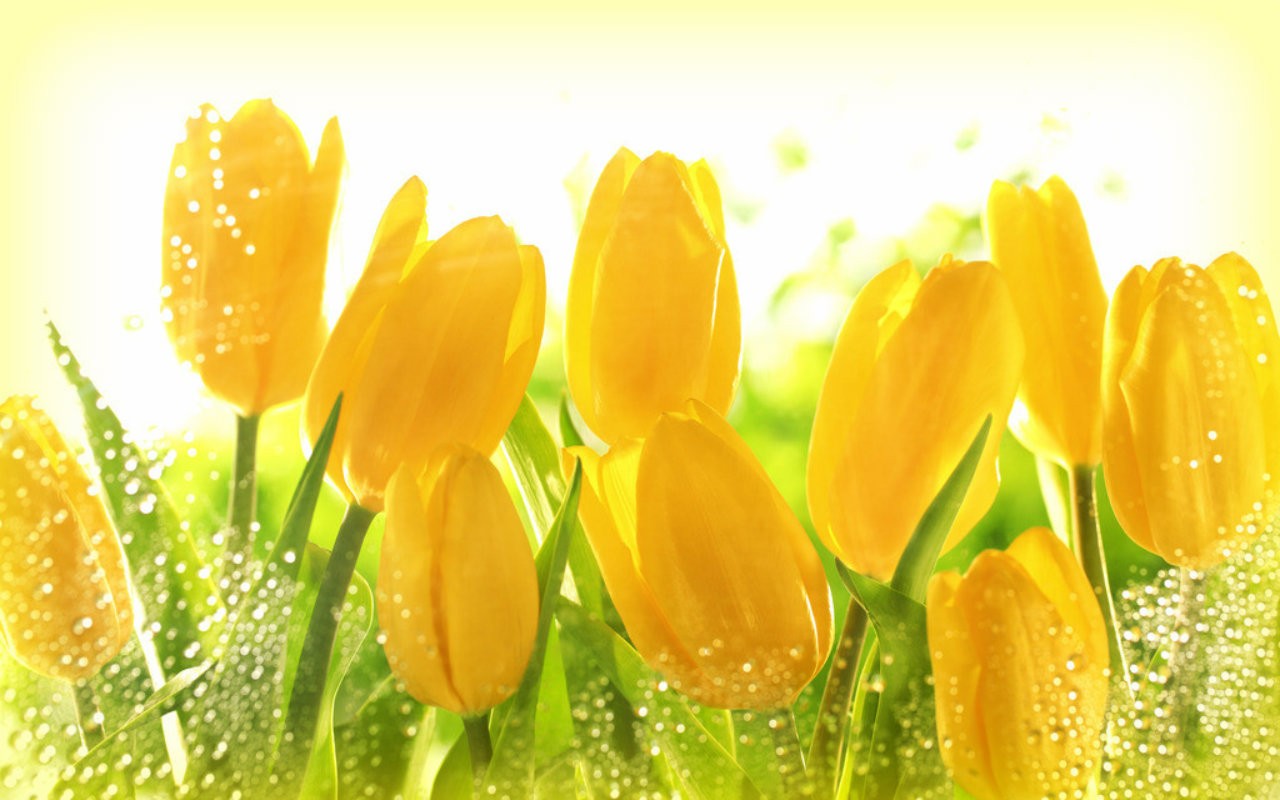 - Hd - Yellow Roses Or Tulips , HD Wallpaper & Backgrounds