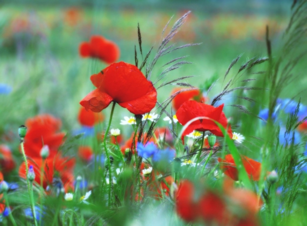 Colors Od Red Flowers Fields Wild Flower Garden Wallpaper - Waterfall Background Full Hd 1080p Nature , HD Wallpaper & Backgrounds