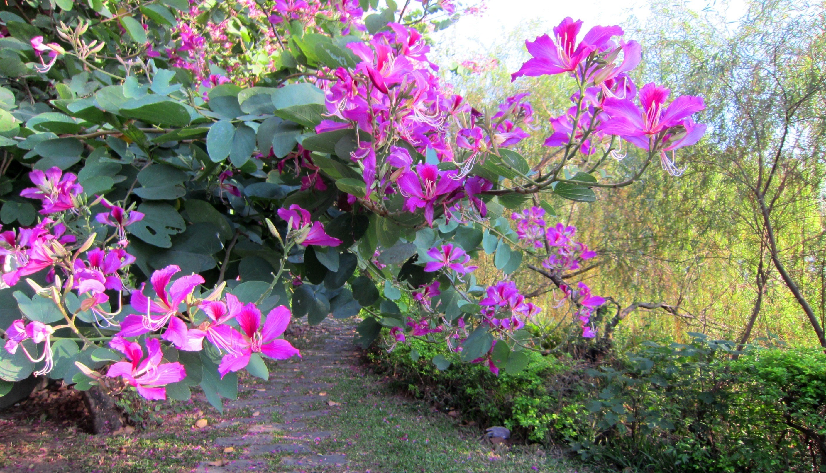 Flower Trails Park Beautiful Garden Wallpaper Free - Melastome Family , HD Wallpaper & Backgrounds