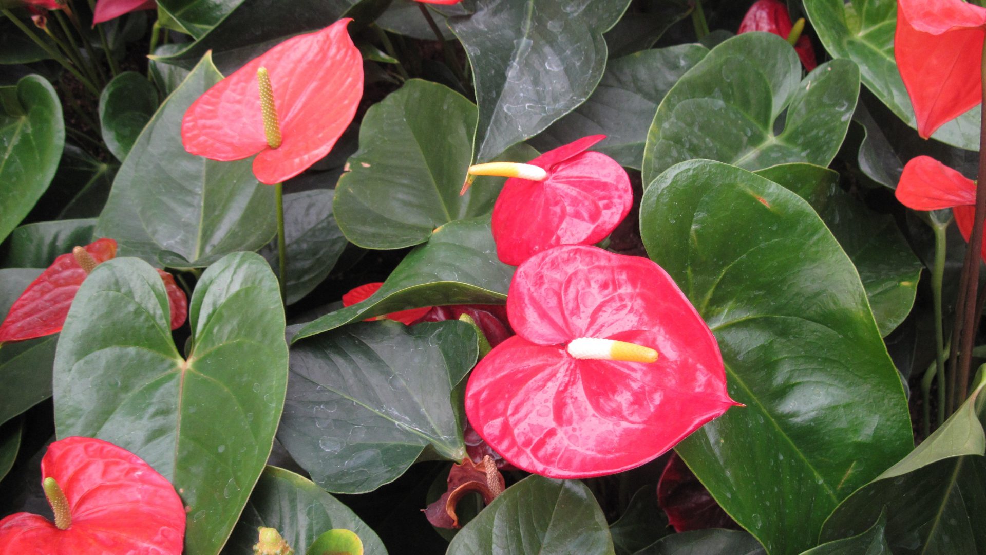 Day Mall Flamingo Lily Flowers Photography Leaf Green - Anthurium , HD Wallpaper & Backgrounds