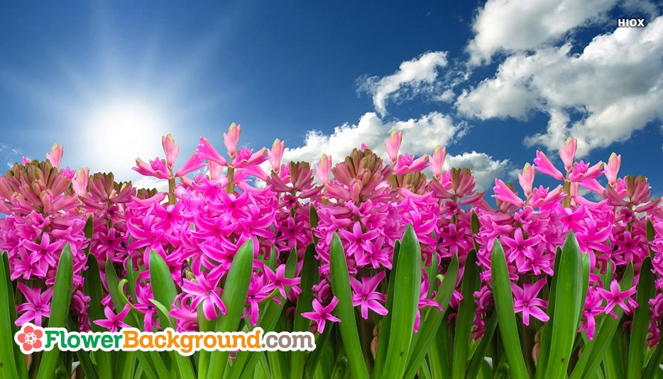 Excelent Flower Garden Background Wallpaper @ Flowerbackground - Hyacinth Flower Meaning , HD Wallpaper & Backgrounds