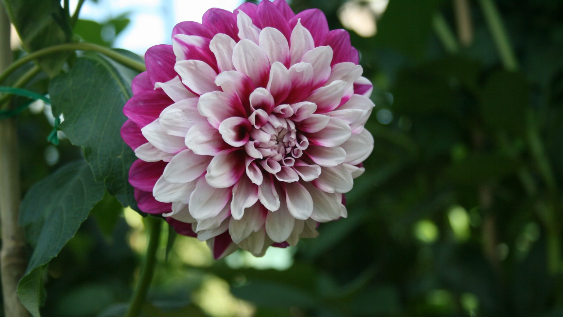 Good Day Edmonton Garden Ab Purple Photography Flowers - Dahlia , HD Wallpaper & Backgrounds