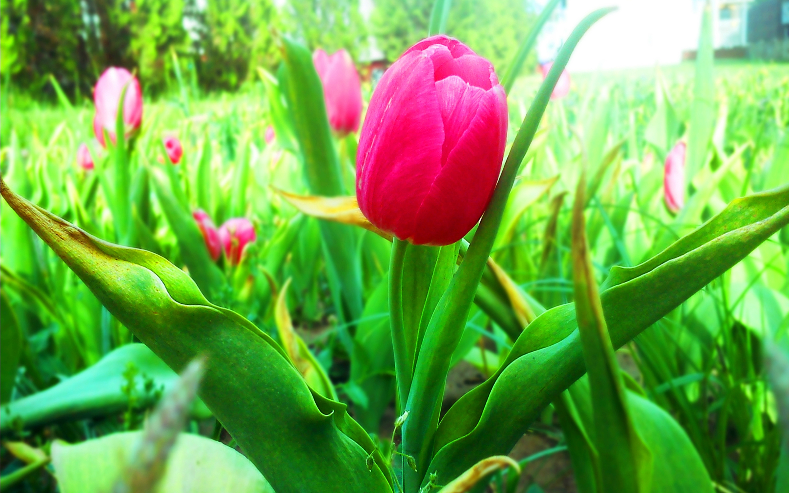 Tulip Garden , HD Wallpaper & Backgrounds