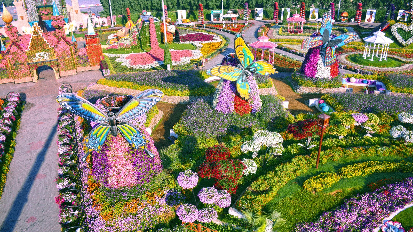 Flowers In Dubai Miracle Garden , HD Wallpaper & Backgrounds