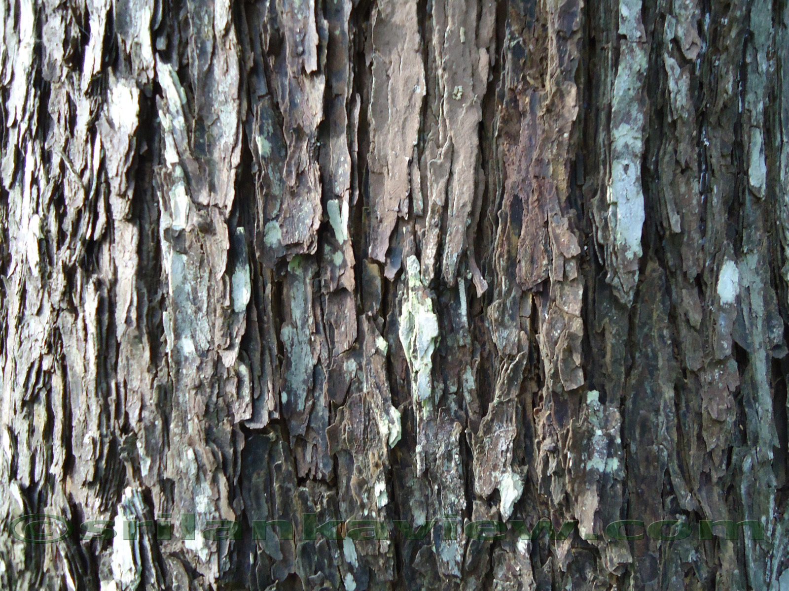 Peradeniya Botanical Garden- Border= - Tree Trunk , HD Wallpaper & Backgrounds