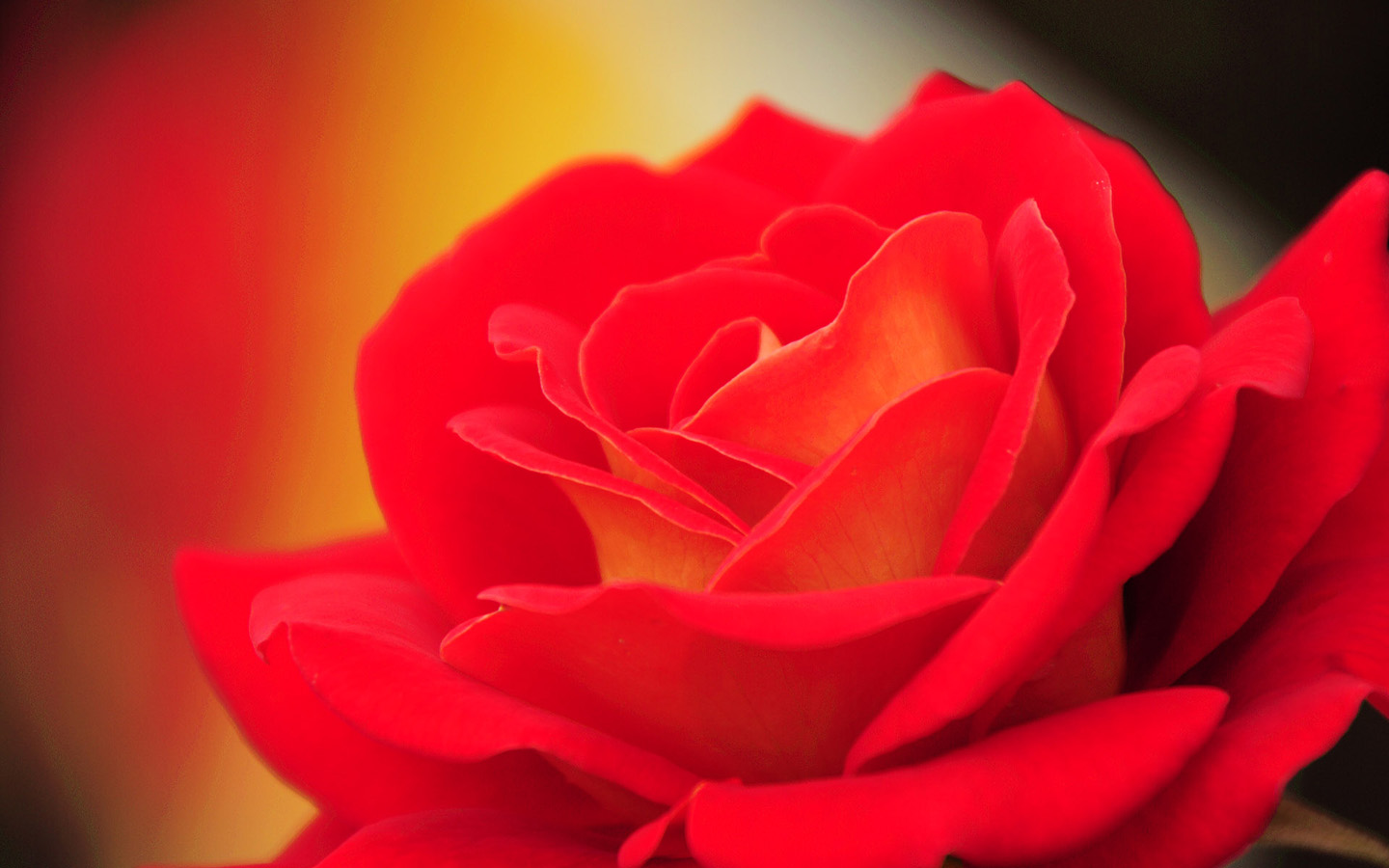 Red Flower Images 4k , HD Wallpaper & Backgrounds