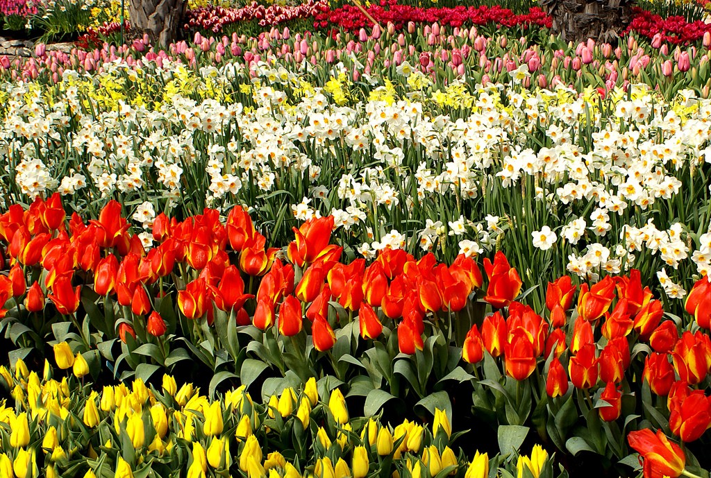 Garden Park Spring Flowers Hd Flower For Pc - High Res Flower Garden , HD Wallpaper & Backgrounds