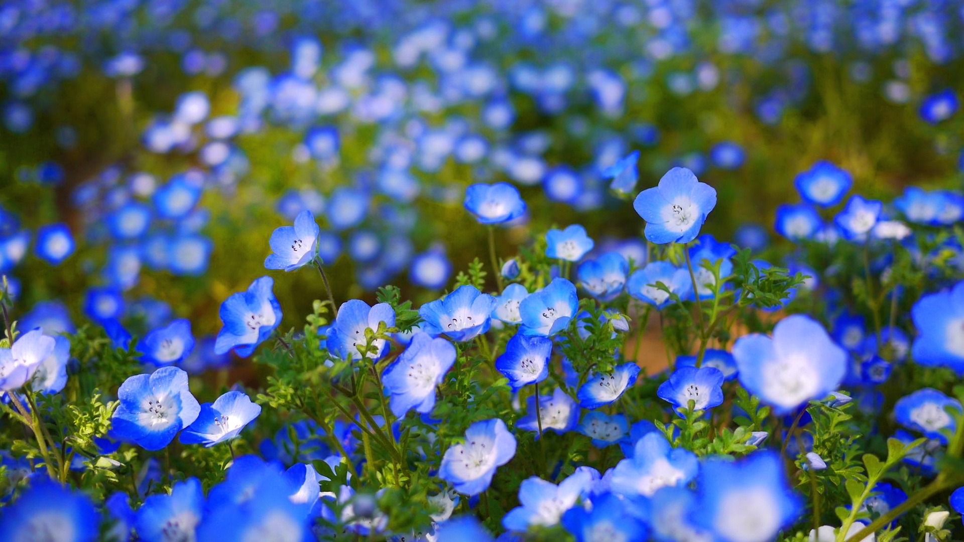 Blue Flowers Garden Desktop Background - Field Of Blue Roses , HD Wallpaper & Backgrounds