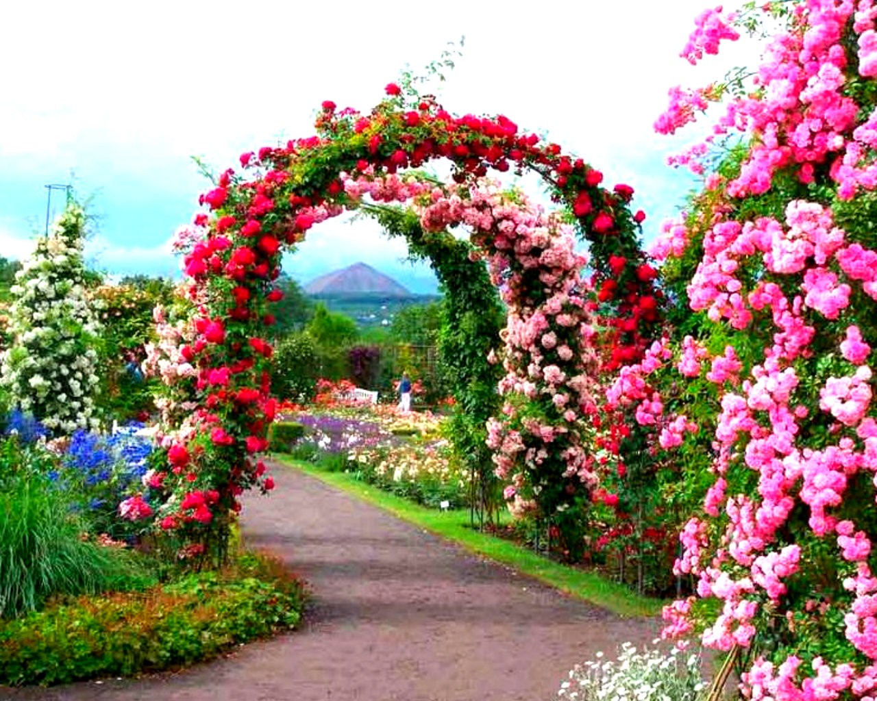 Beautiful Rose Garden Wallpaper - Beautiful Rose Garden Background , HD Wallpaper & Backgrounds