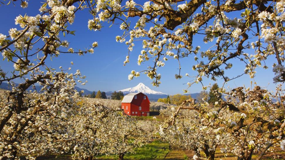 Garden Of Apple Trees, White Flowers Blooming, Red - Apple Tree Blossom And House , HD Wallpaper & Backgrounds