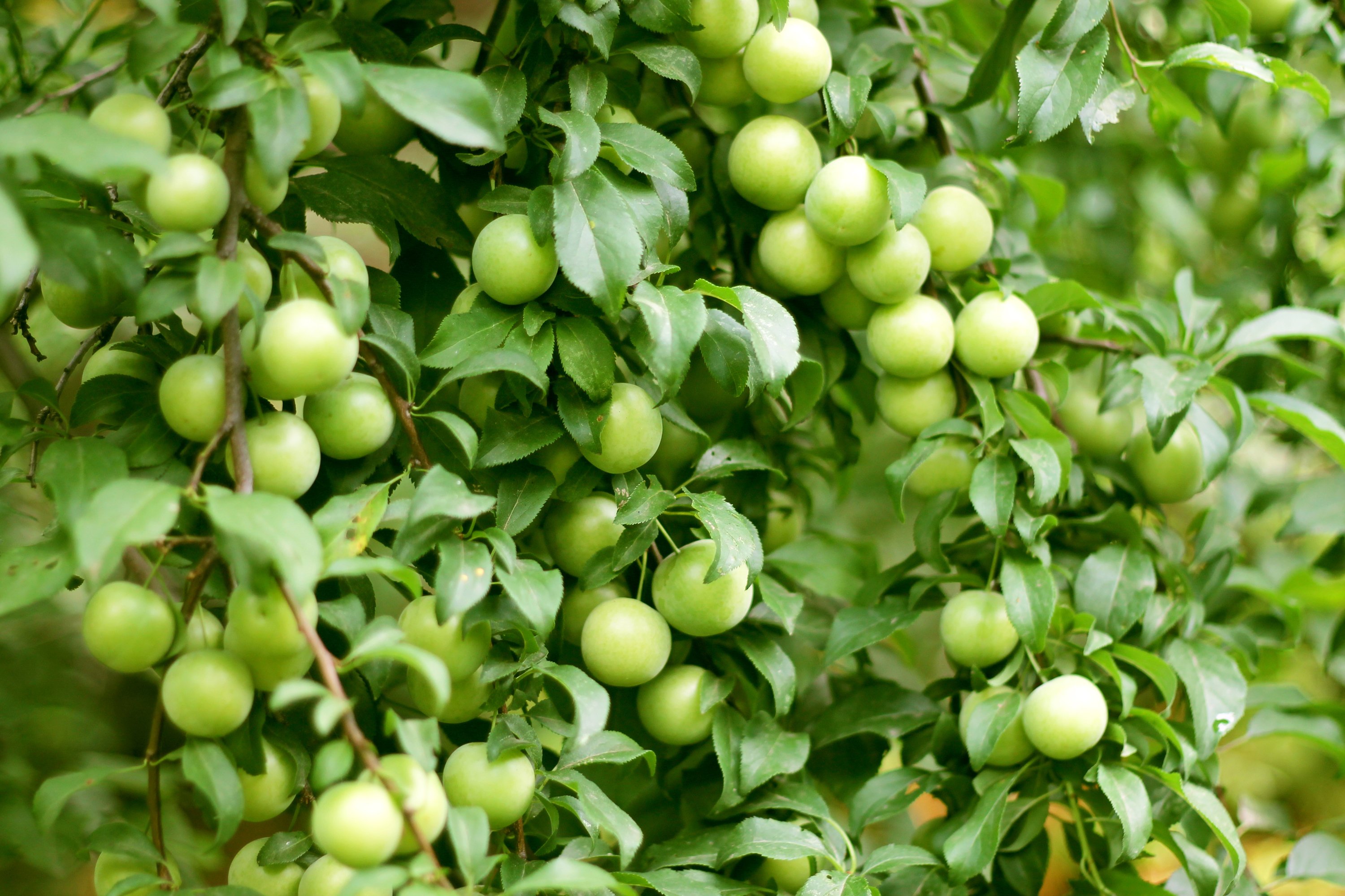 Green Apple Fruits Pictures Dowload - Fruits Tree Hd , HD Wallpaper & Backgrounds