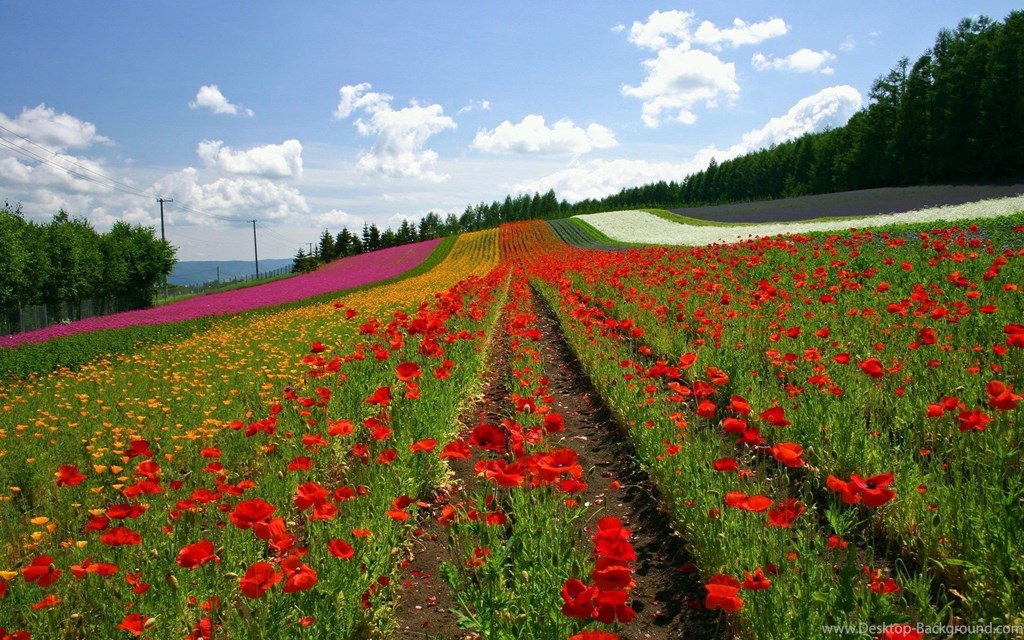 Wallpapers Beautiful Flowers Gardens Garden Widescreen - Furano , HD Wallpaper & Backgrounds