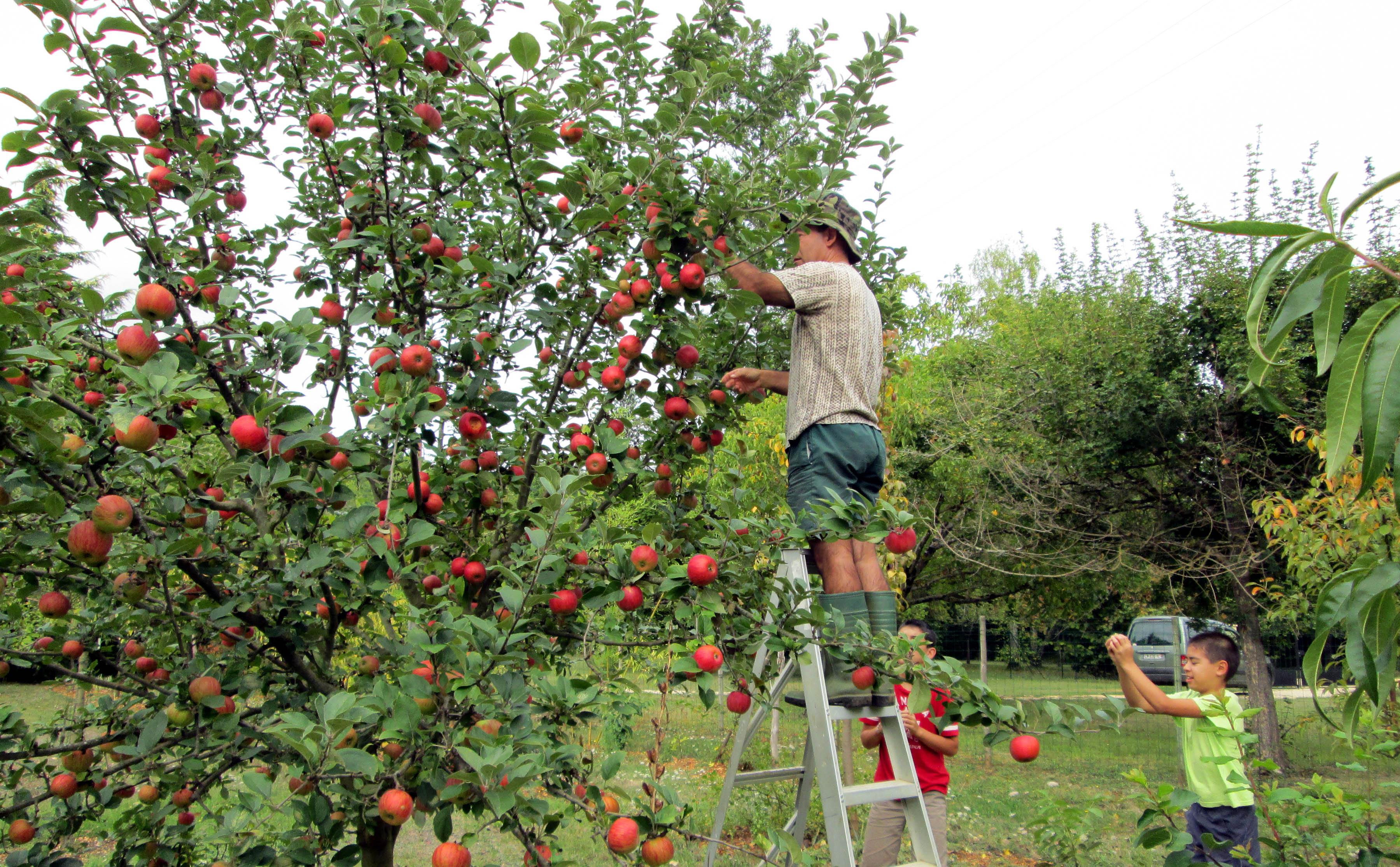 Apple Tree Wallpaper Hd - Apple Tree In France , HD Wallpaper & Backgrounds