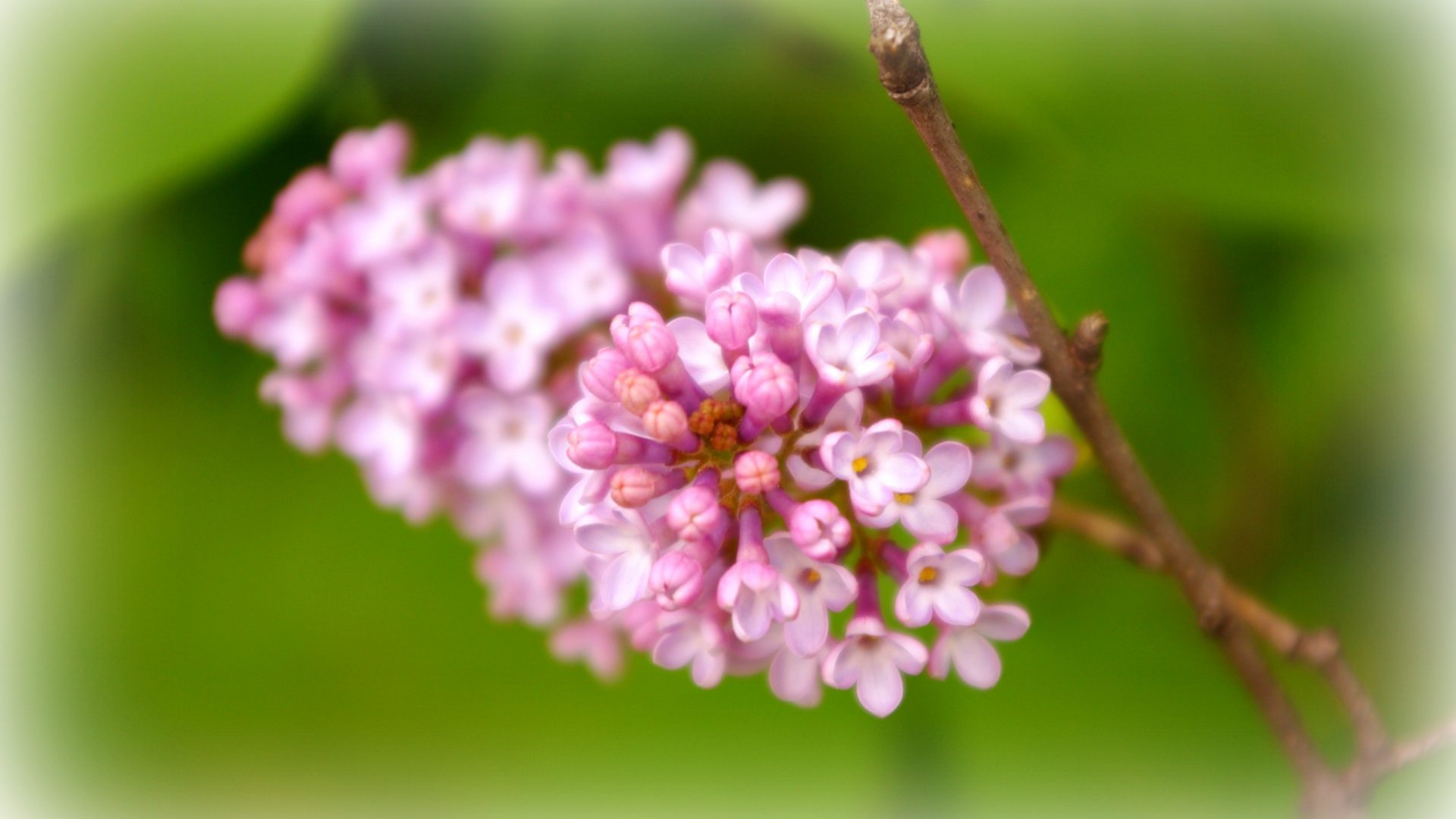 Spring Wonder Fresh Flowers Wonderful Soft Pink Scent - Milkweed , HD Wallpaper & Backgrounds