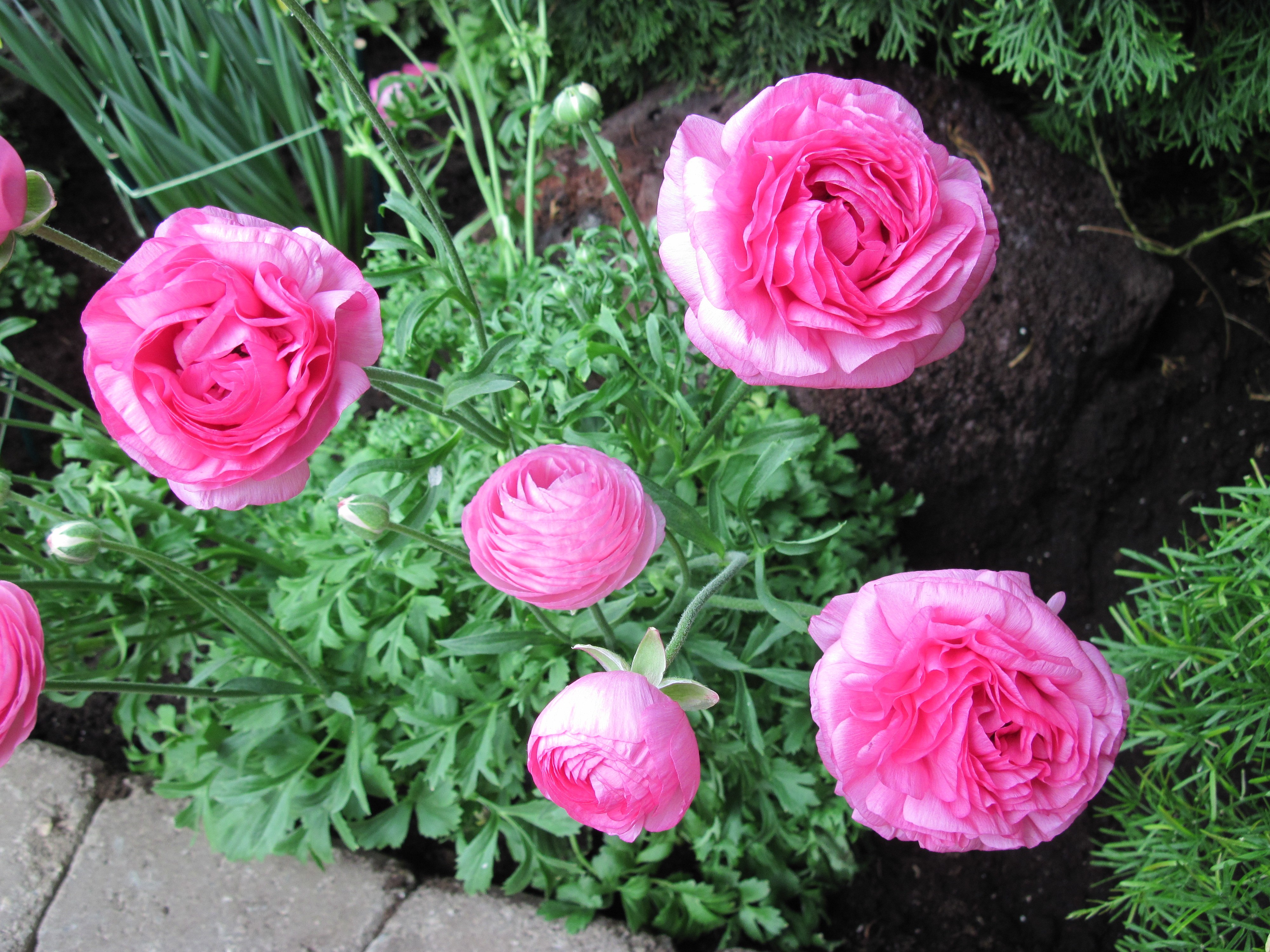Green Portrait Garden Flowers Pink Photography Flower - Garden Roses , HD Wallpaper & Backgrounds