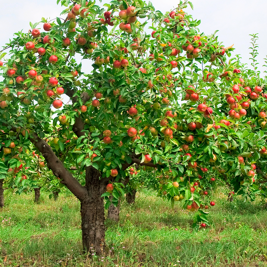 Apple Tree Wallpaper - Trees With Fruit , HD Wallpaper & Backgrounds
