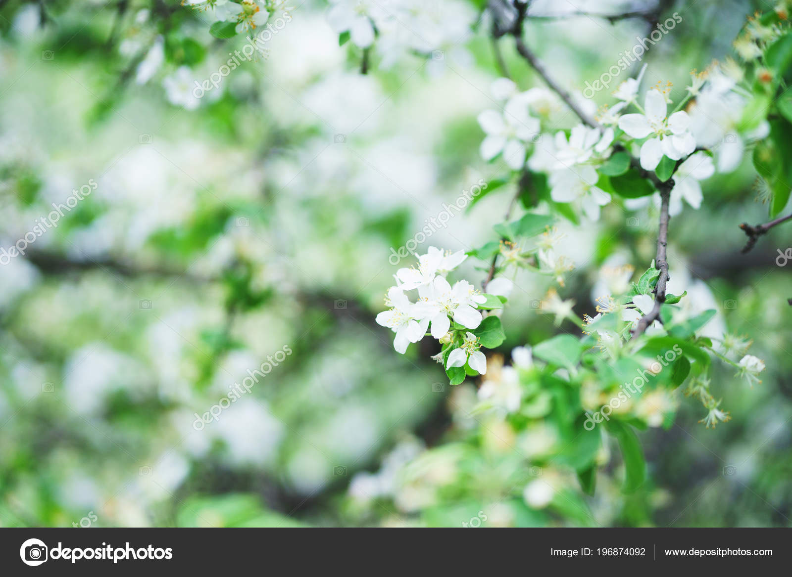 Spring Flowering In The Garden Wallpaper - Mock Orange , HD Wallpaper & Backgrounds