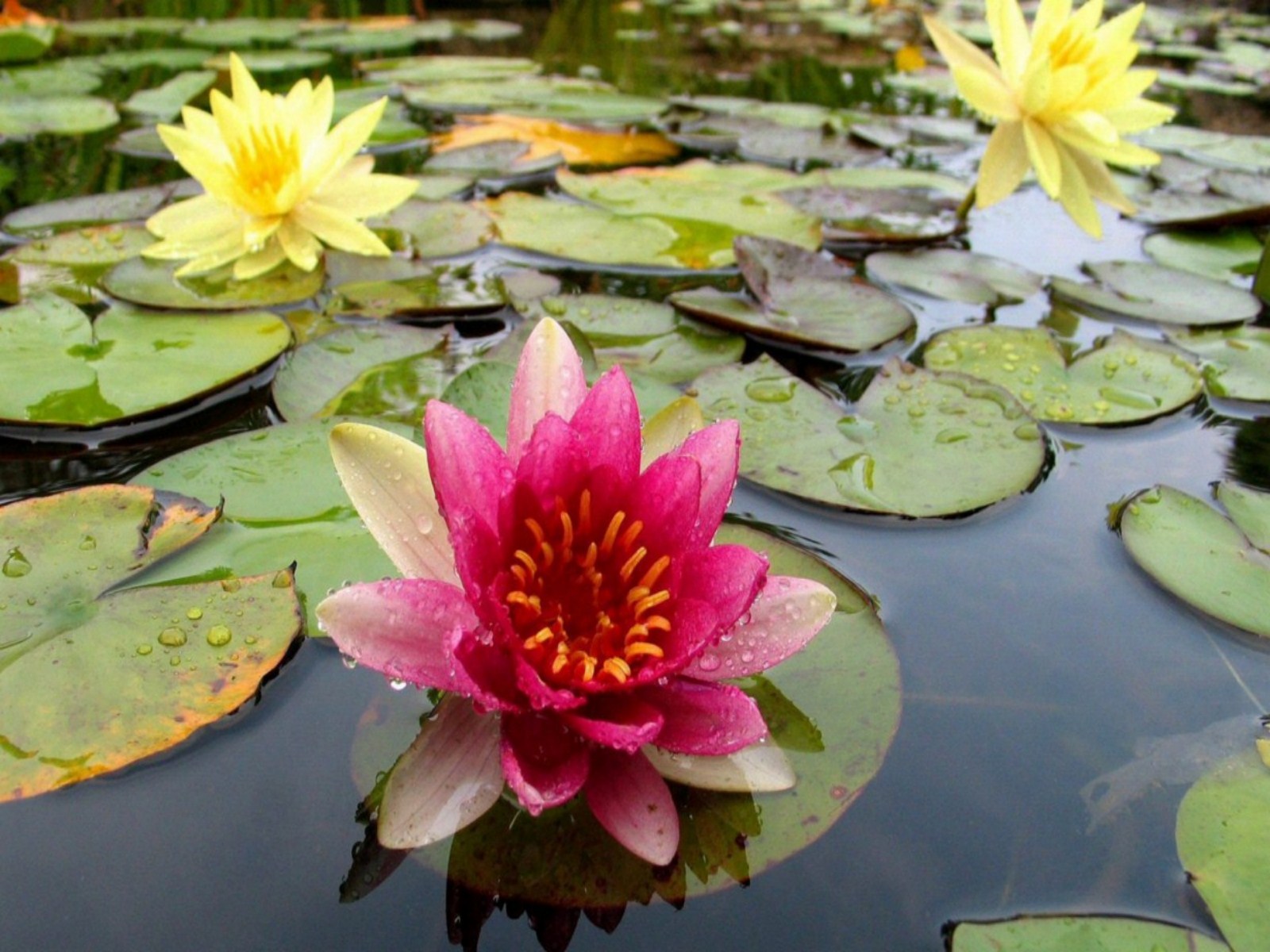 Beautiful Flower Garden Hd , HD Wallpaper & Backgrounds